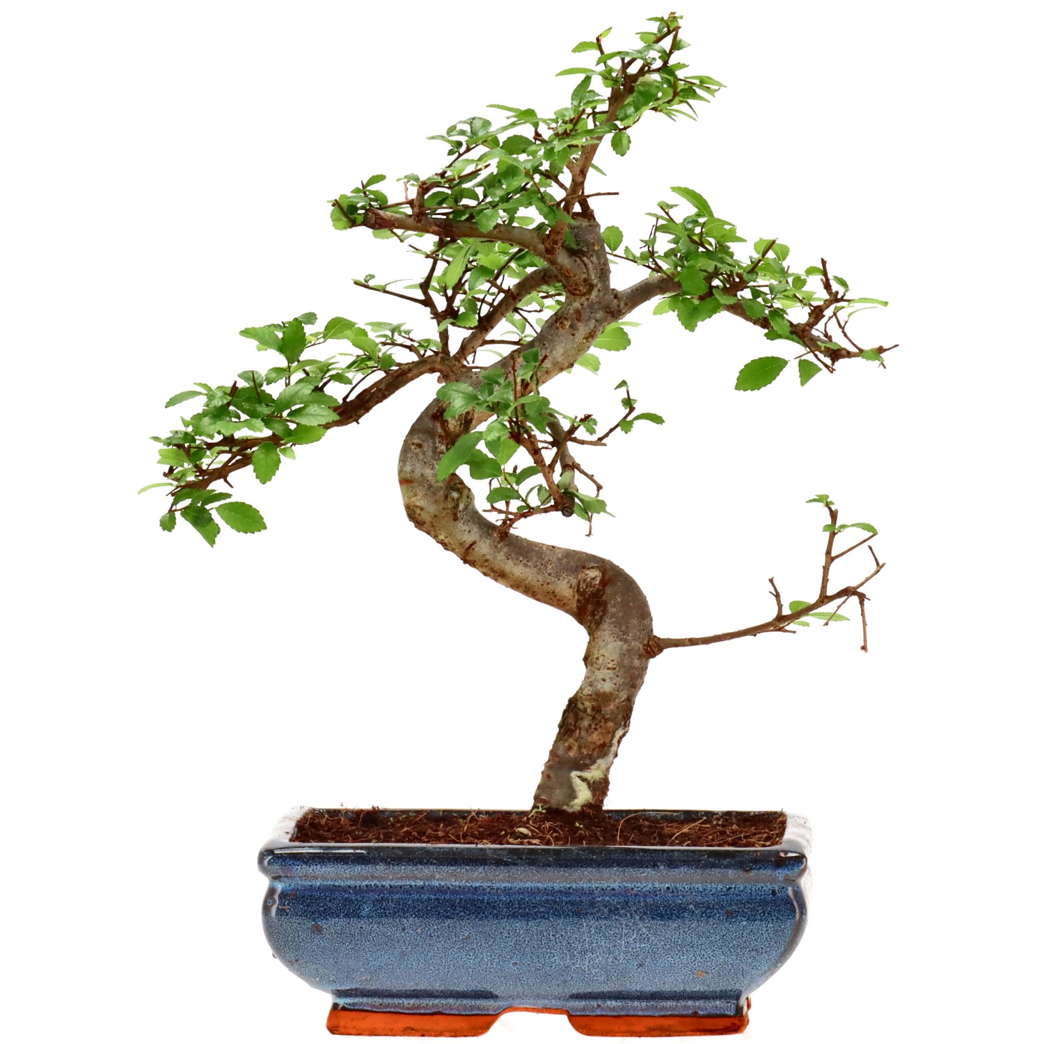 Chinese elm, approx. 9 y. (29 cm)