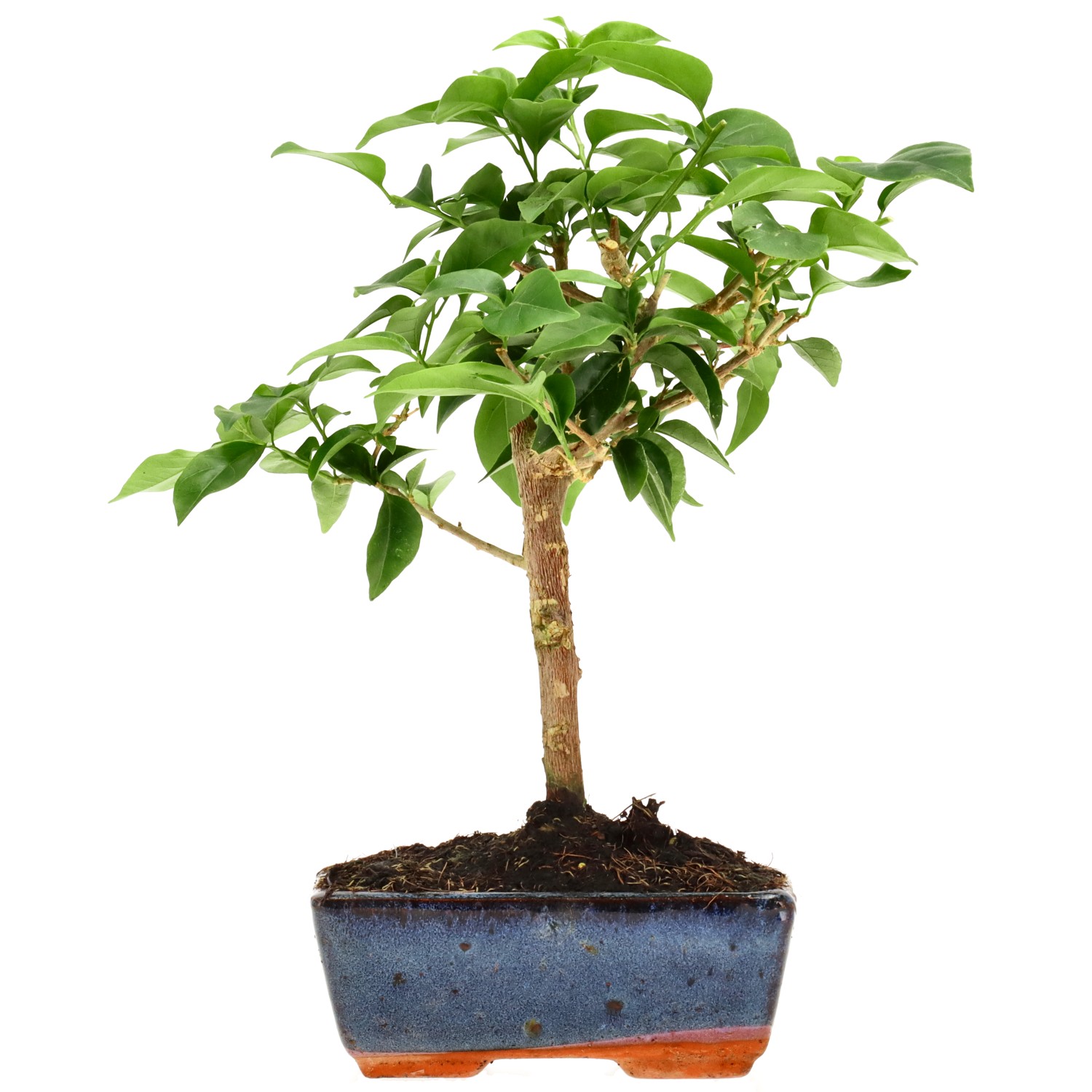 Bougainvillea (Drillingsblume), ca. 7 J. (26 cm)
