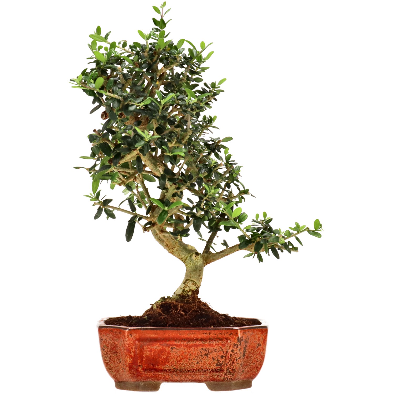 Olea sylvestris, env. 10 ans (30 cm)