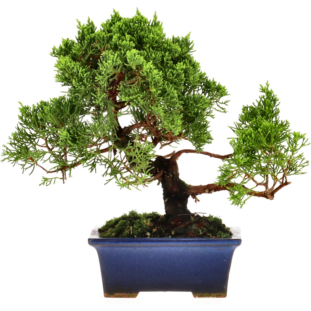 bonsai.fallbackImageTitle bonsai.fallbackImageTitle