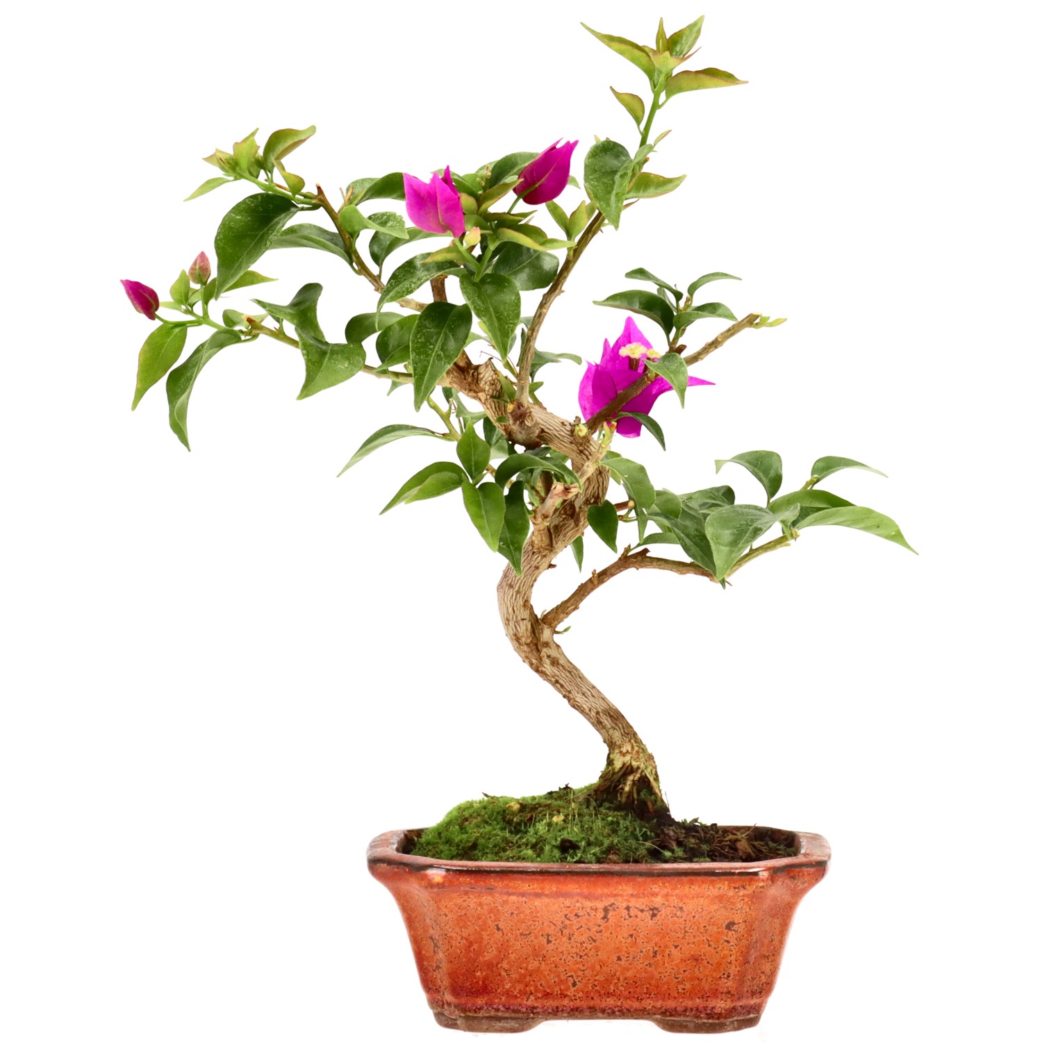 Flor de Papel / Santa Rita, aprox. 8 años (25 cm)