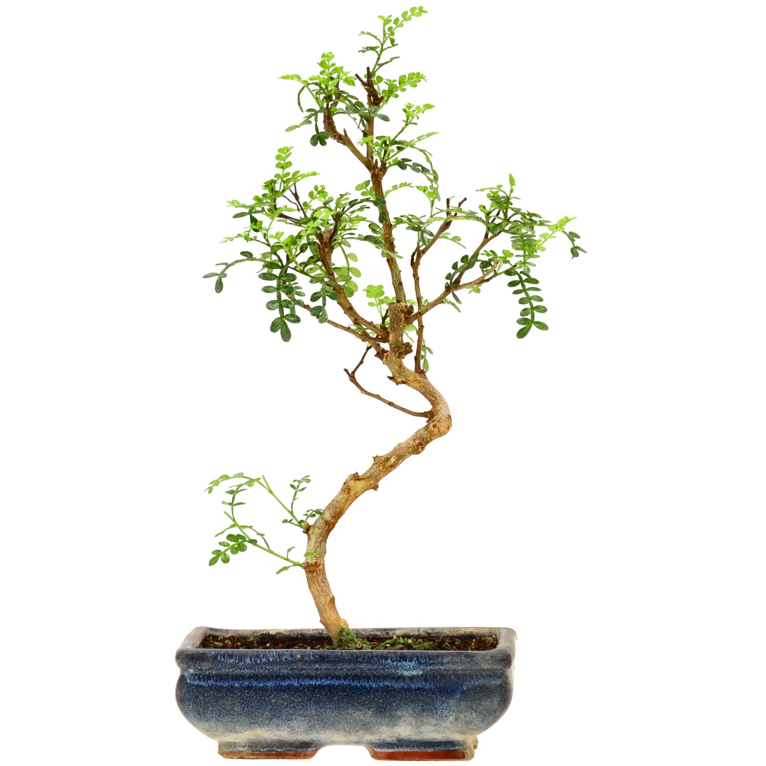 Pfefferbaum, ca. 9 J. (34 cm)