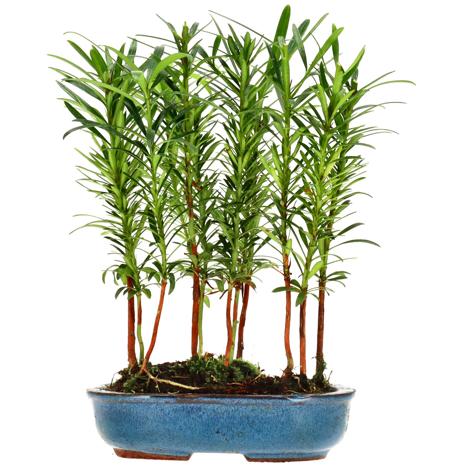 Buddhist pine, approx. 2 y. (20 cm)