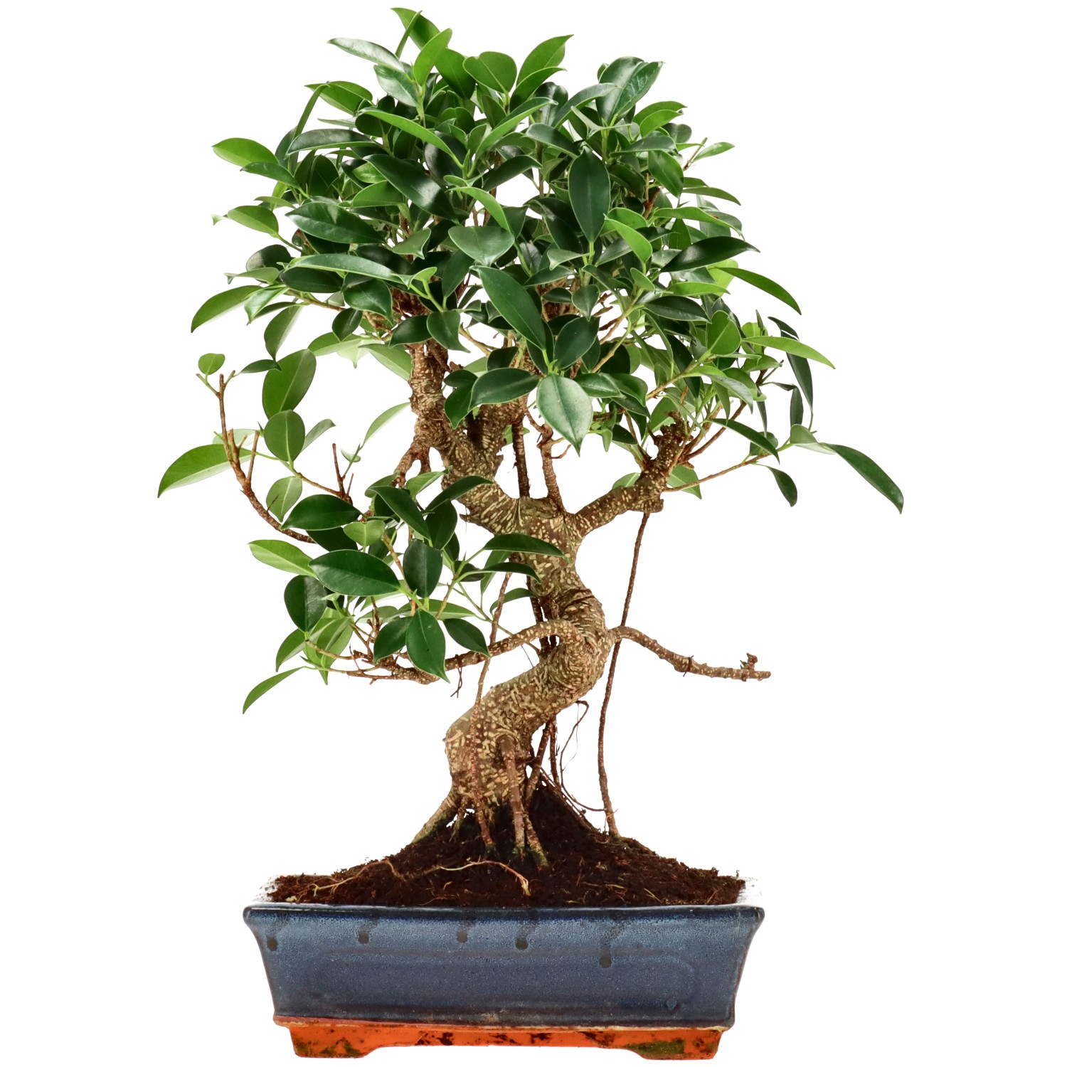 Chin. Feigenbaum (Retusa), ca. 14 J. (40 cm)