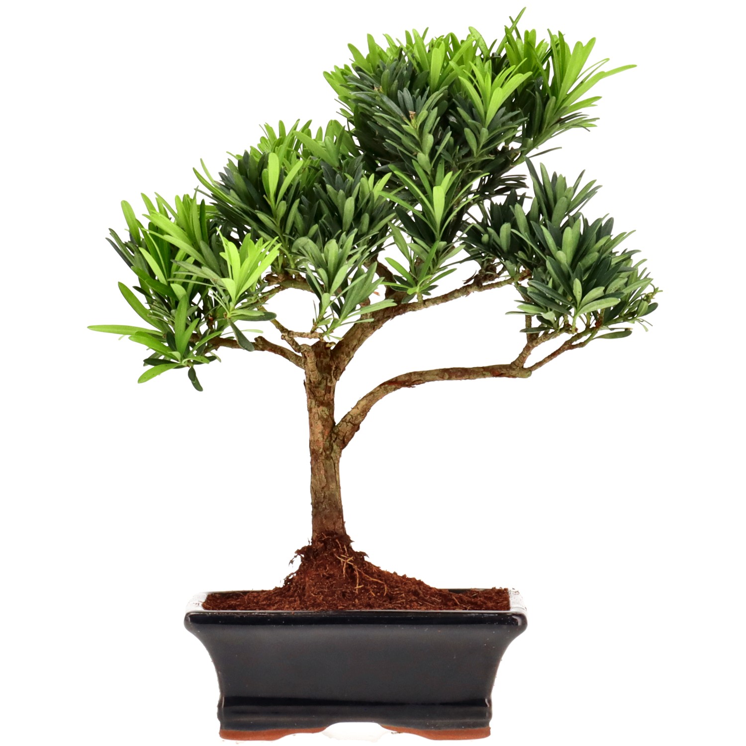 Chin. Steineibe, ca. 7 J. (25 cm)