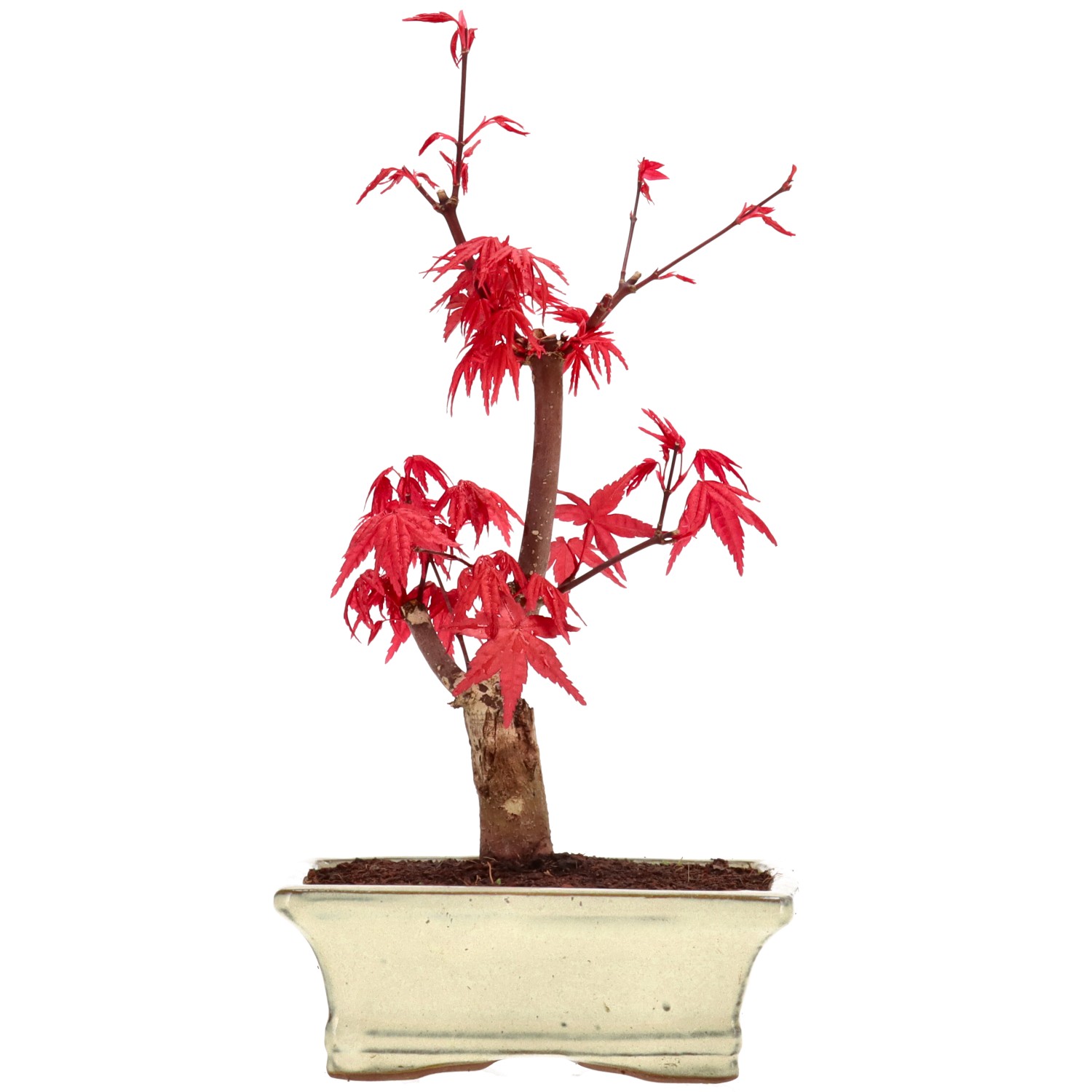 Acero palmato (Deshojo), innestato, ca. 7 anni (25 cm)