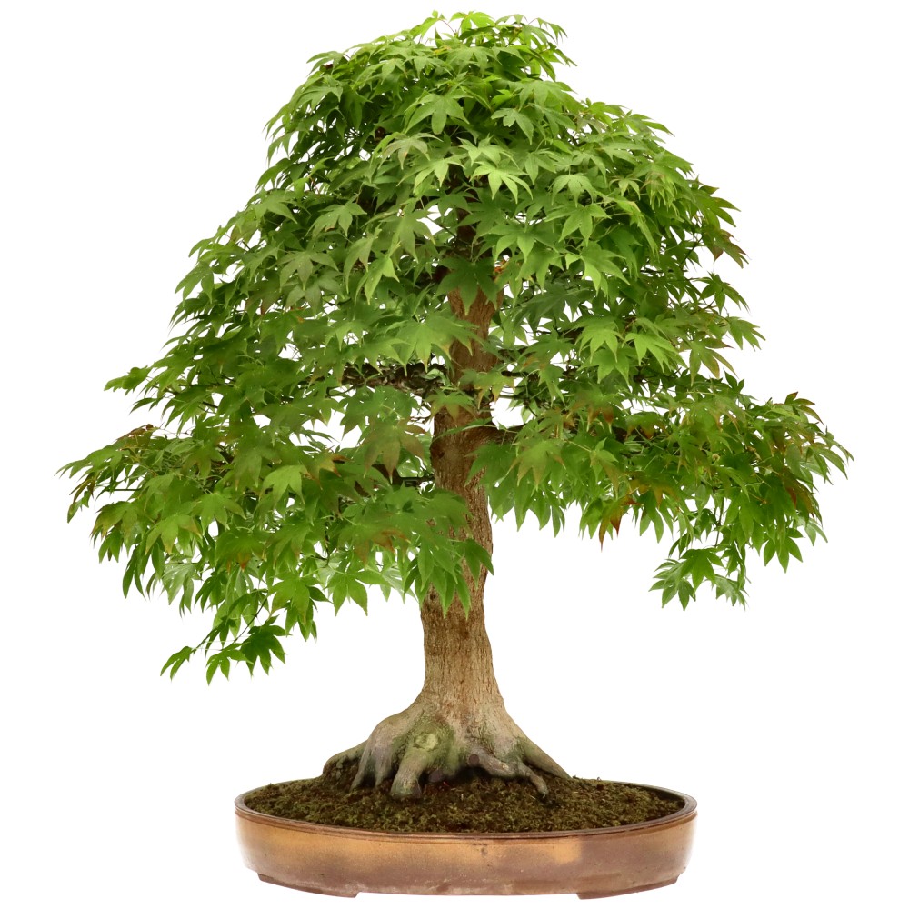 Érable palmé, env. 30 ans (79 cm)