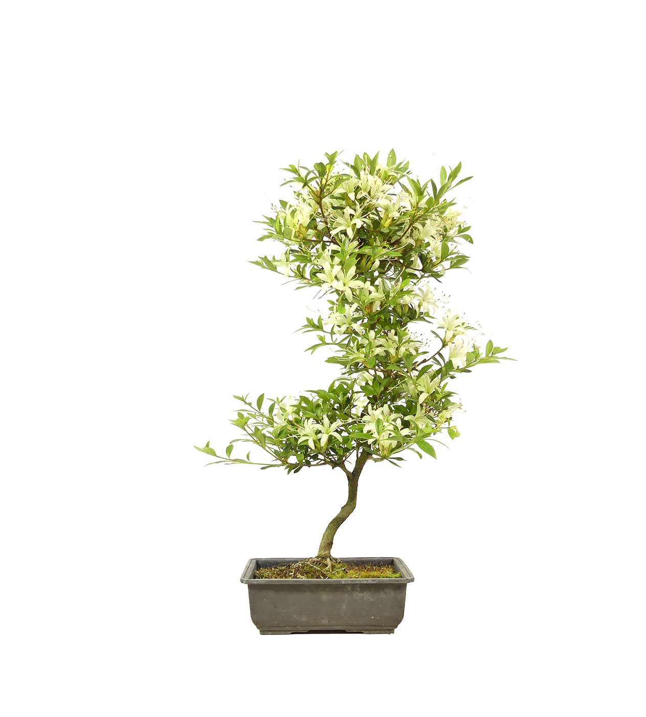 Jap. Azalee, ca. 12 Jahre (52 cm)