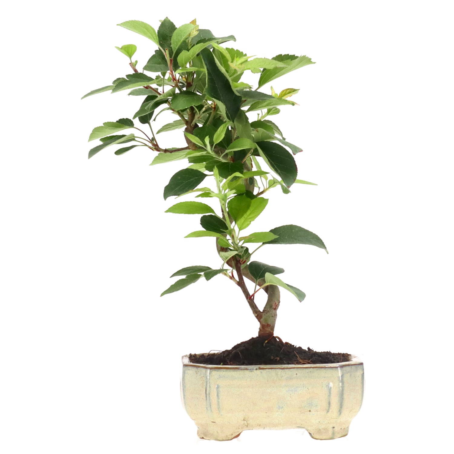 Zierapfel, ca. 8 J. (28 cm)