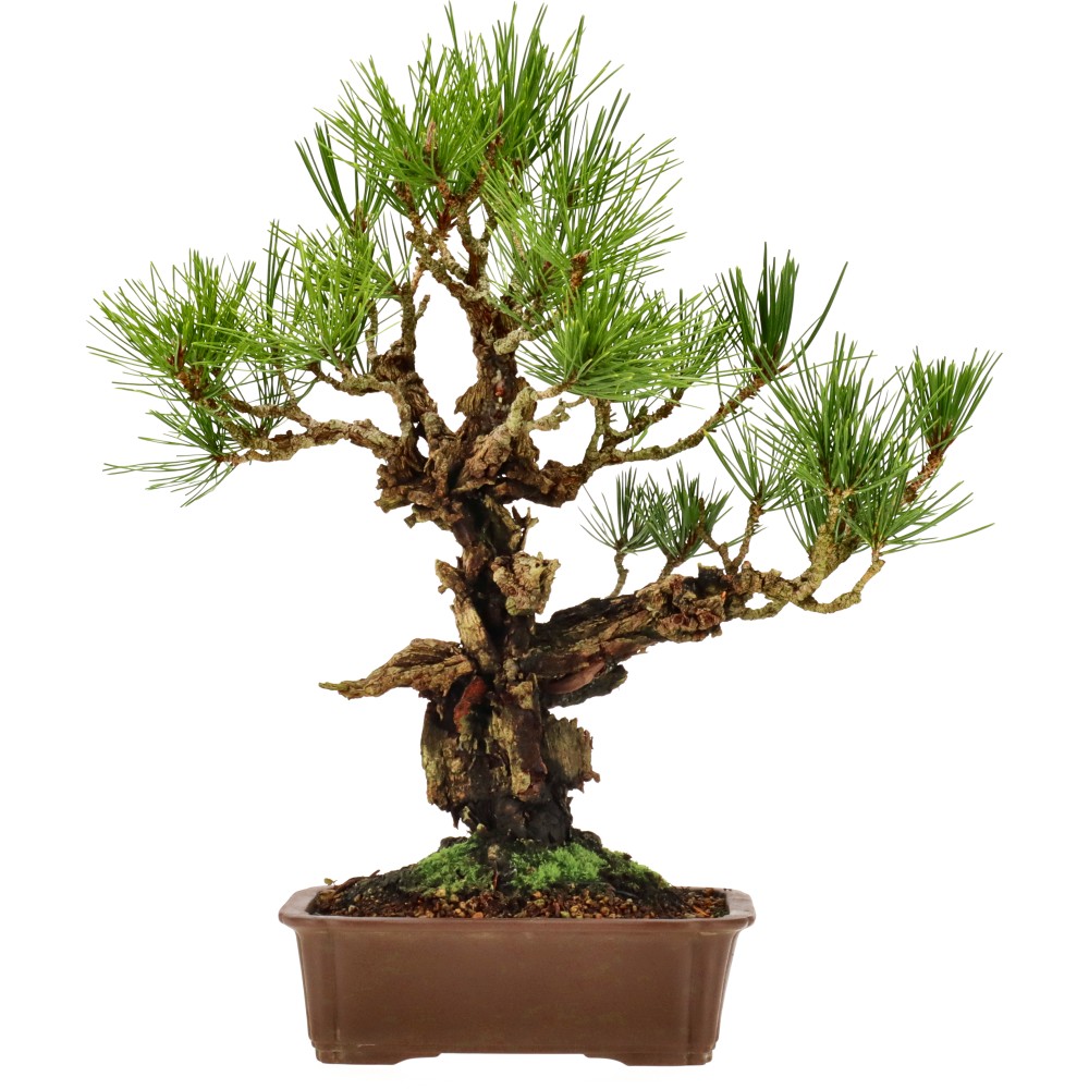 Jap. Corkbark pine, approx. 15 y. (41 cm)