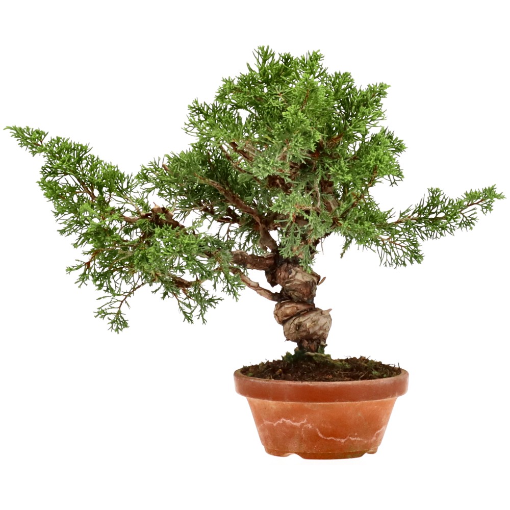 Chinese juniper, approx. 20 y. (25 cm)