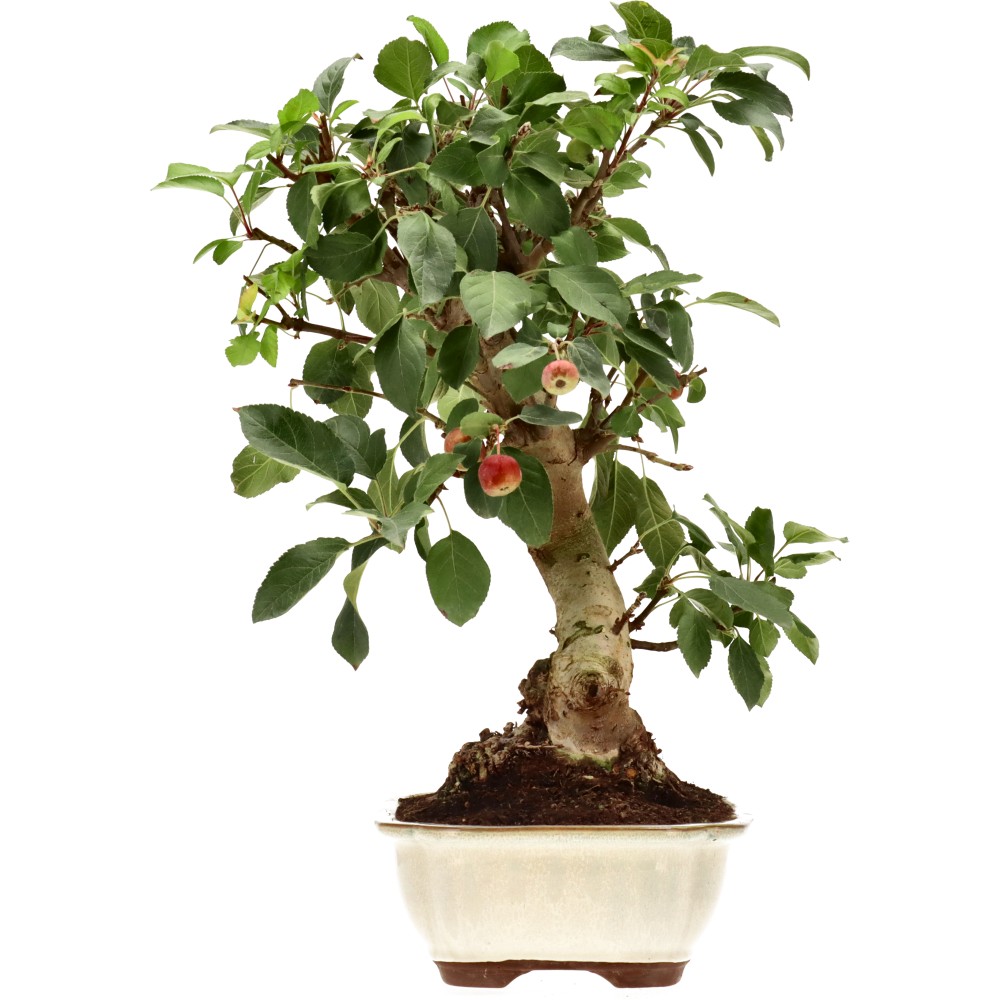 Zierapfel, ca. 17 J. (42 cm)