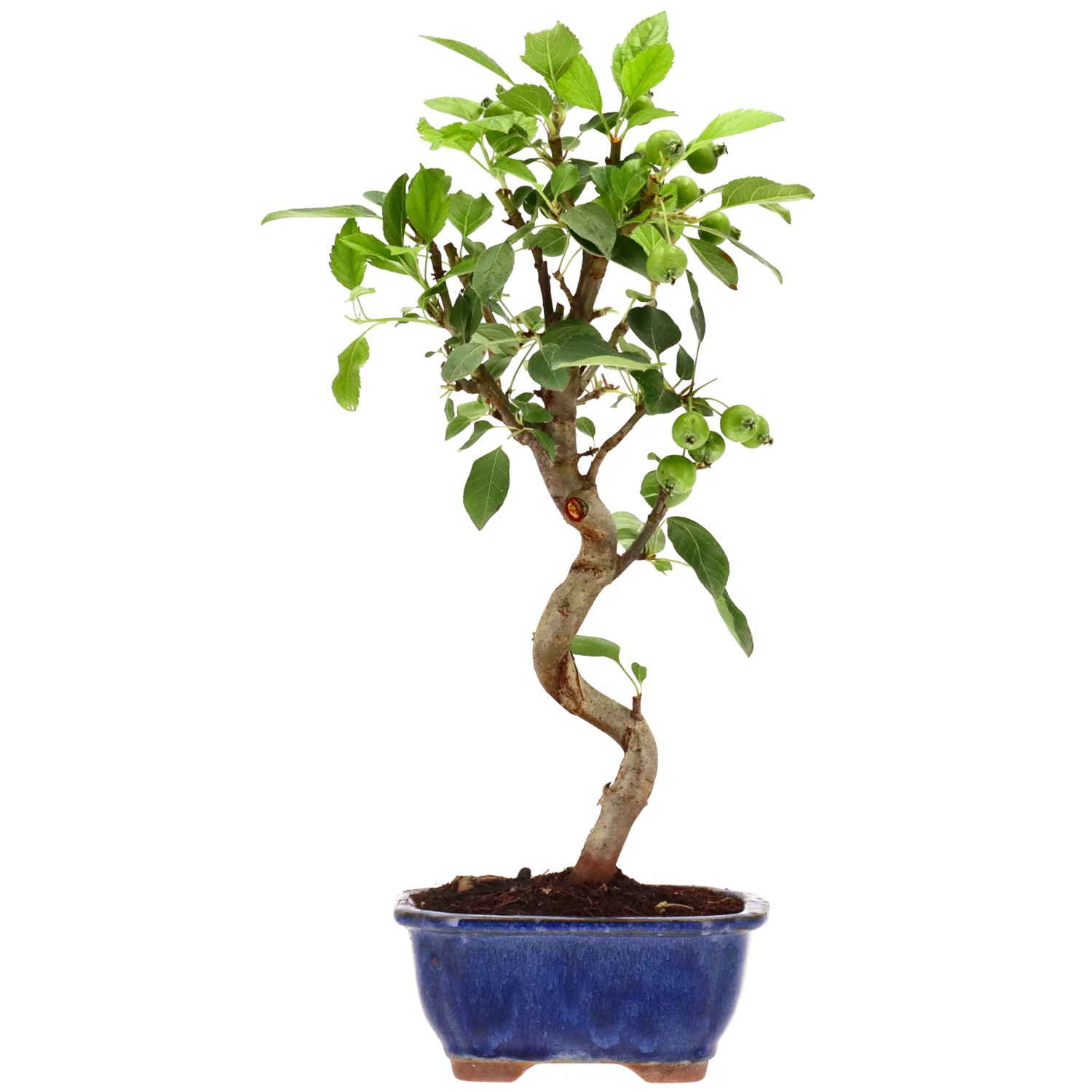 bonsai.fallbackImageTitle bonsai.fallbackImageTitle