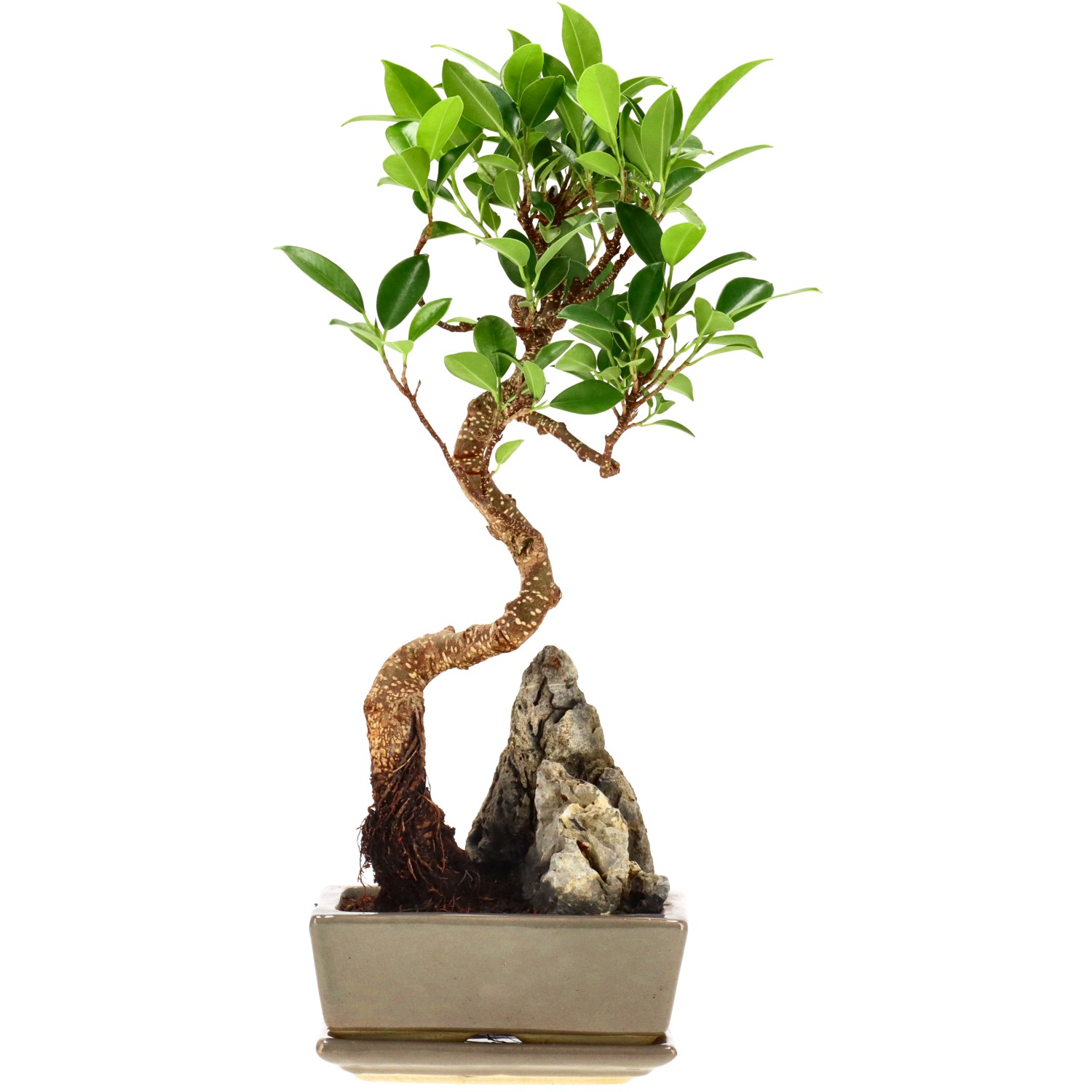 Chin. Feigenbaum (Retusa), mU., ca. 7 J. (33 cm)