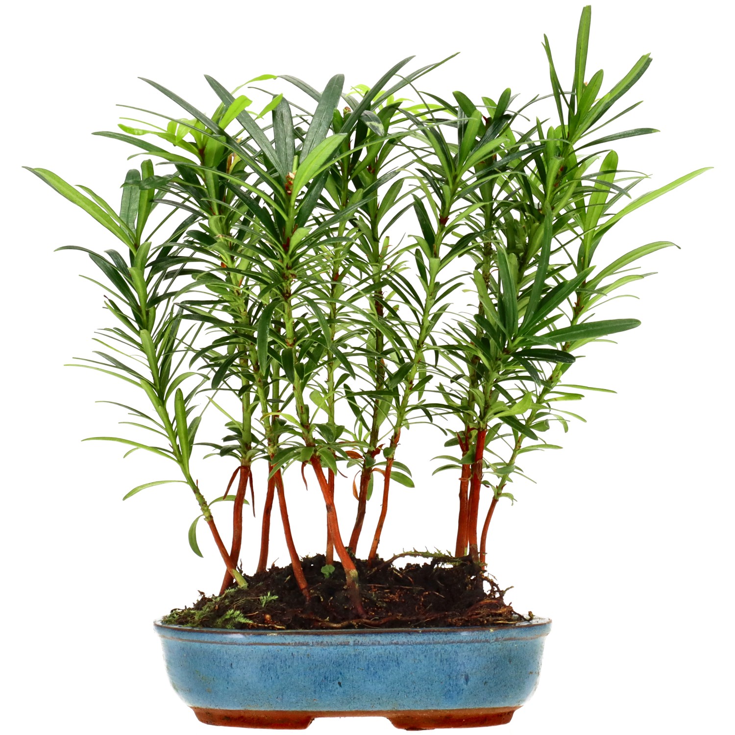 Buddhist pine, approx. 2 y. (20 cm)