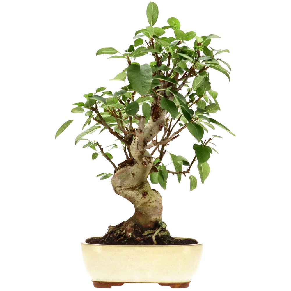 Malus sp., ca. 18 anni (43 cm)