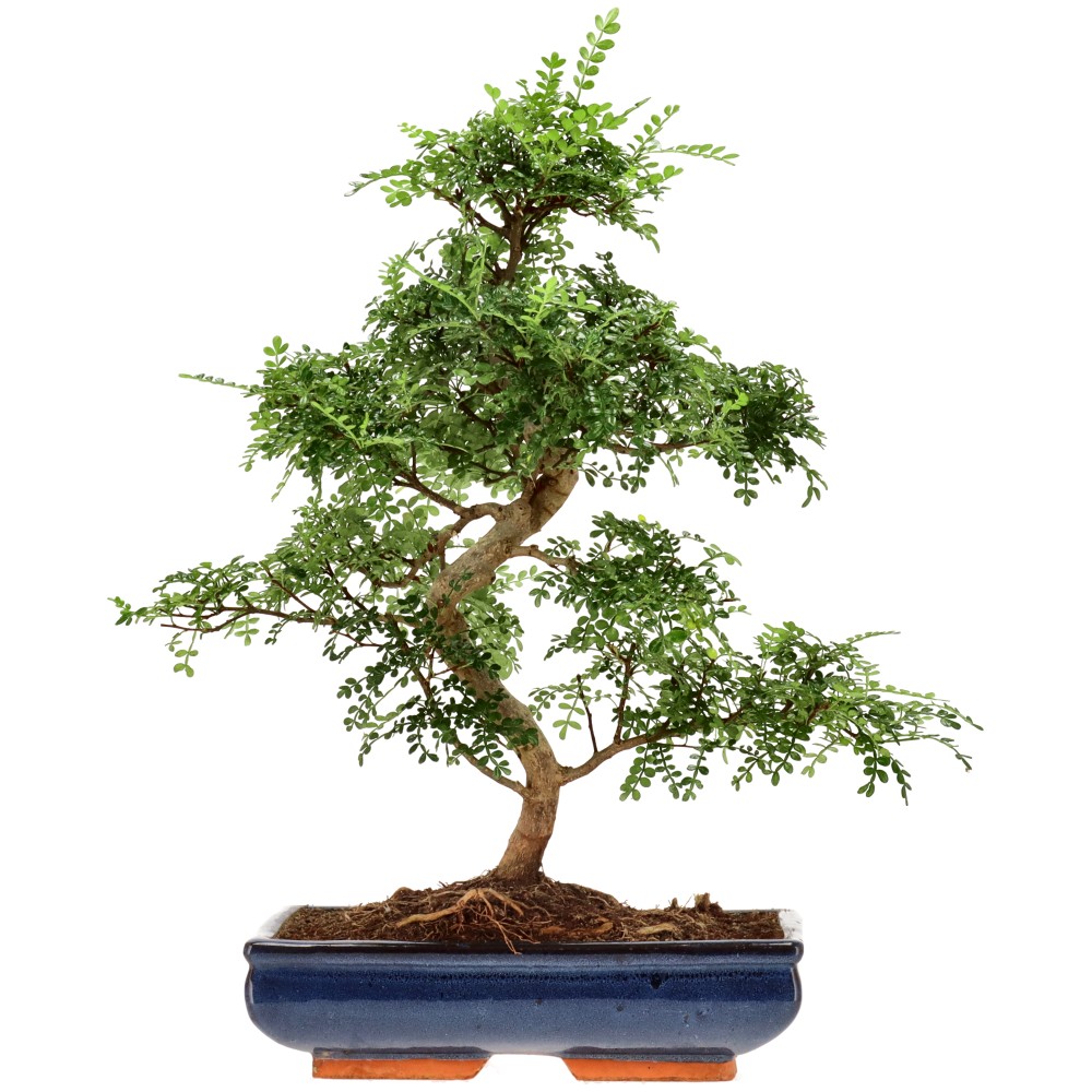 Pfefferbaum, ca. 18 J. (52 cm)