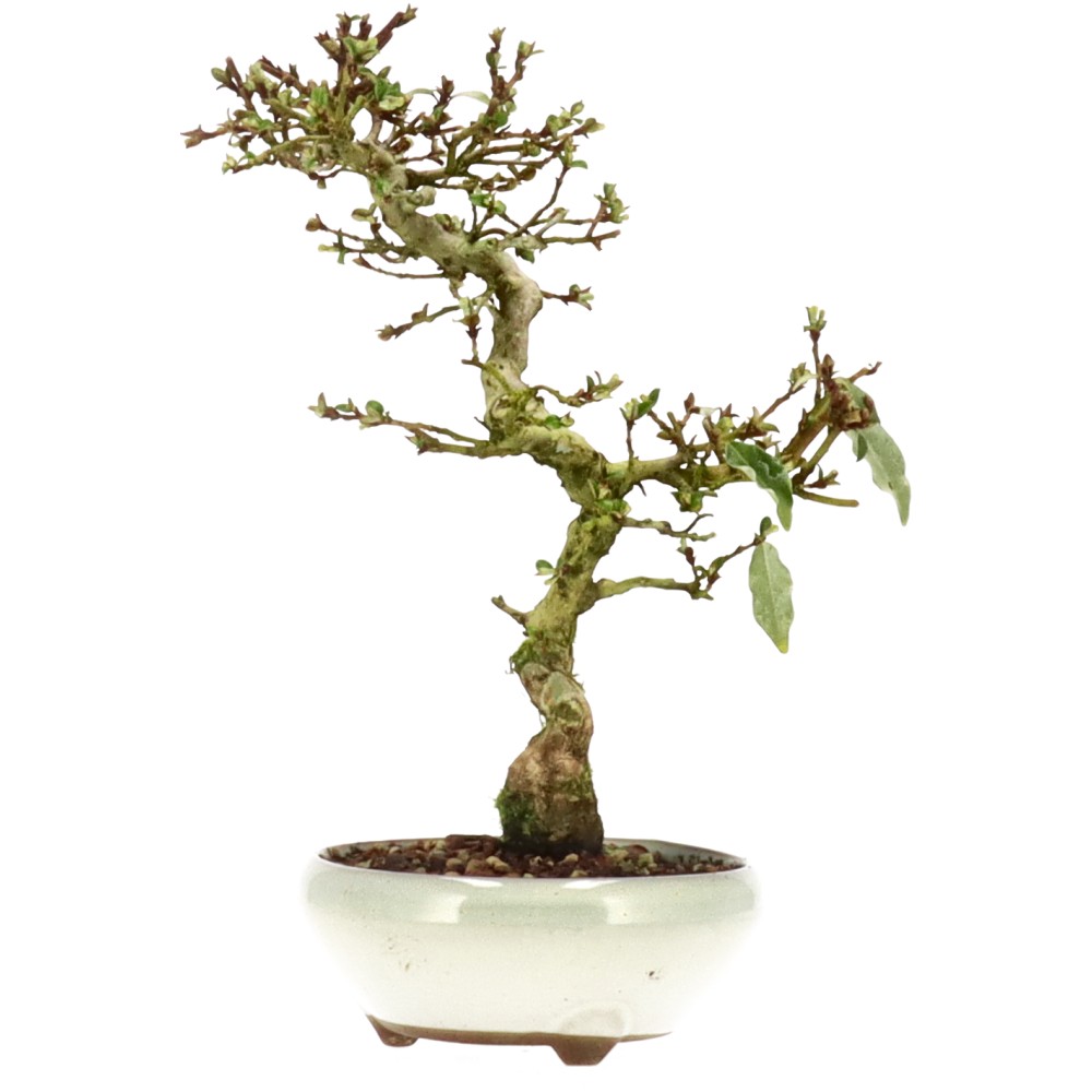 bonsai.fallbackImageTitle bonsai.fallbackImageTitle