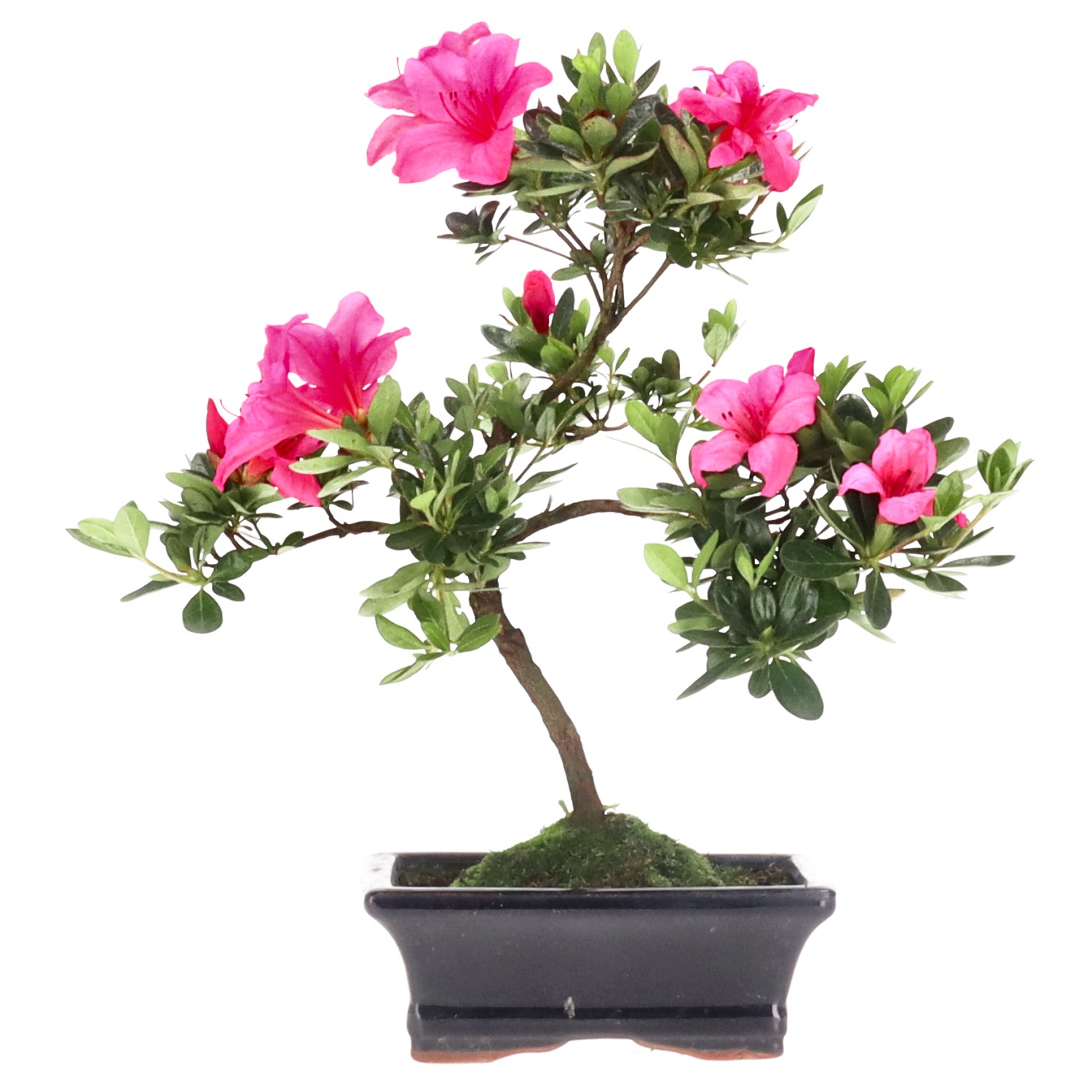 [B021] Japanese azalea (Osakazuki), approx. 7 years