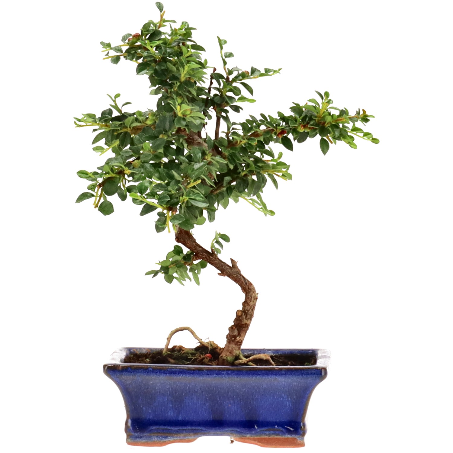 bonsai.fallbackImageTitle bonsai.fallbackImageTitle