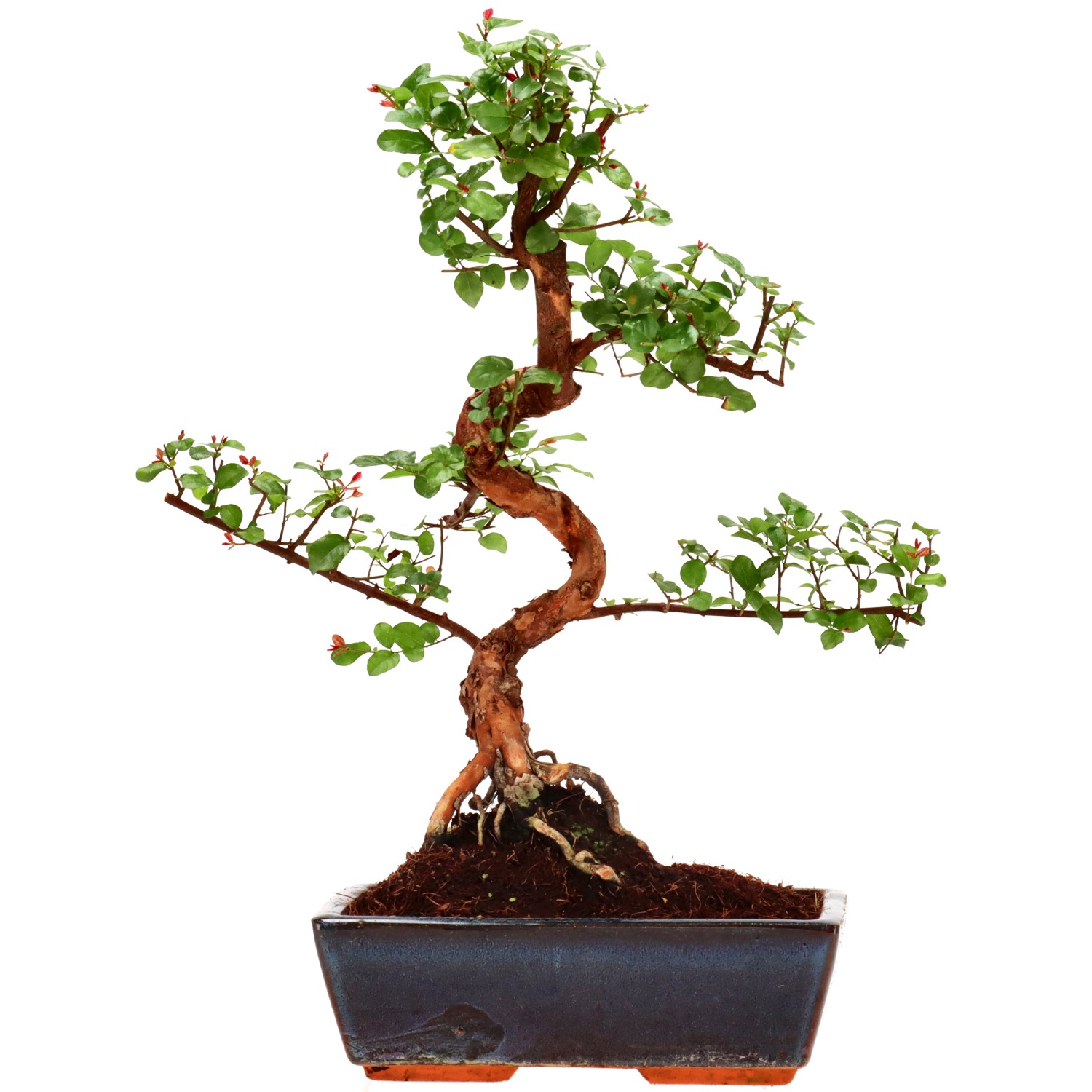 Sageretie, ca. 12 J. (40 cm)