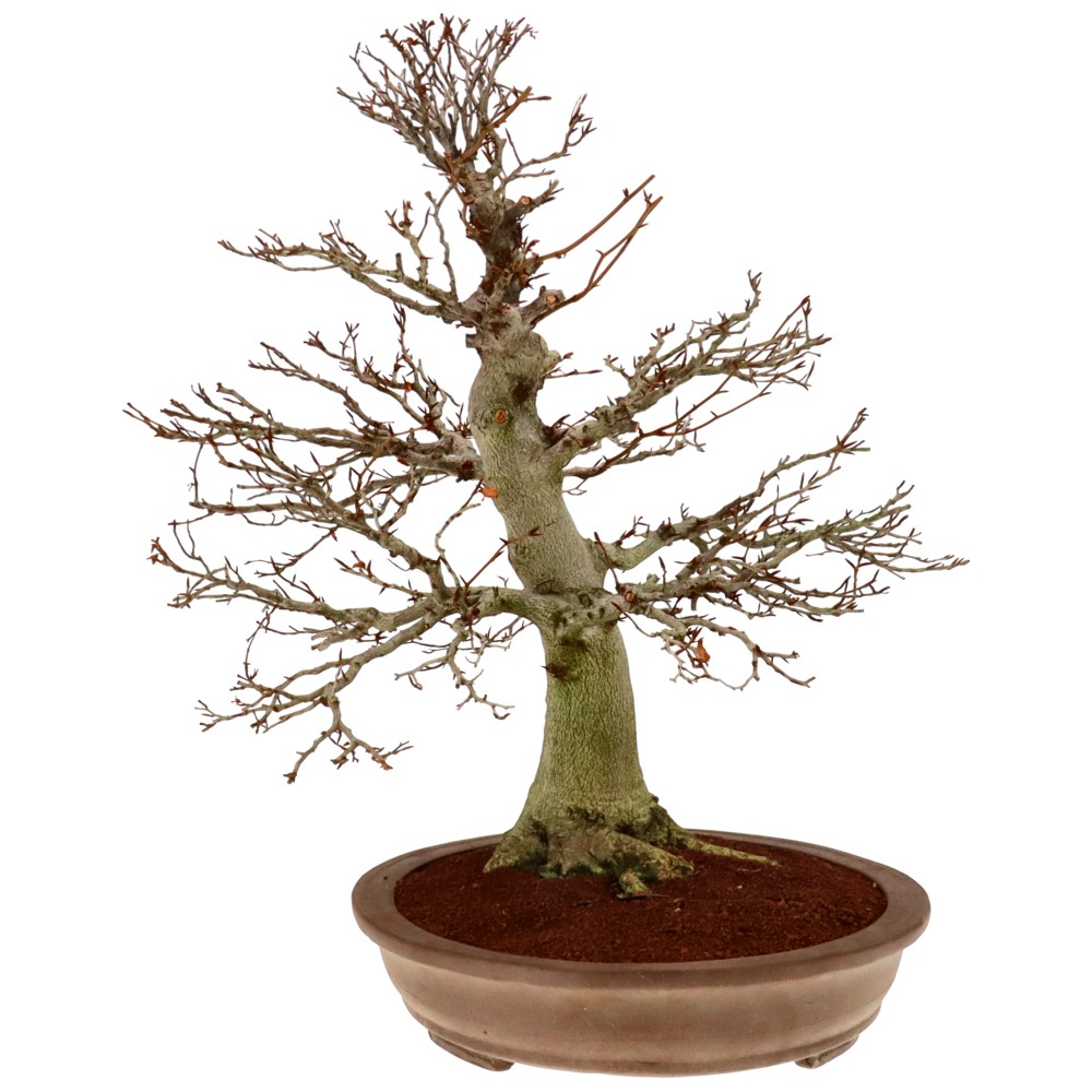 bonsai.fallbackImageTitle
