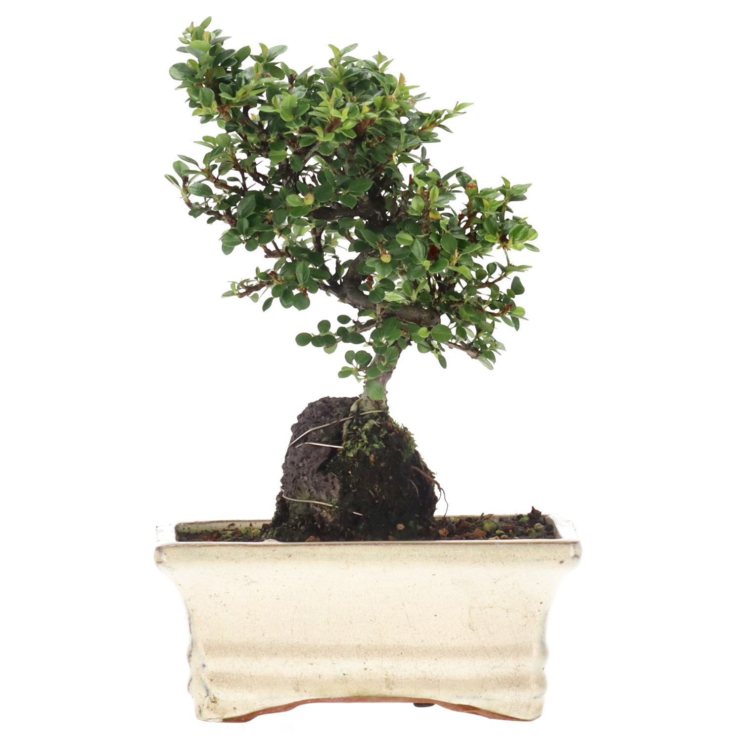 bonsai.fallbackImageTitle bonsai.fallbackImageTitle