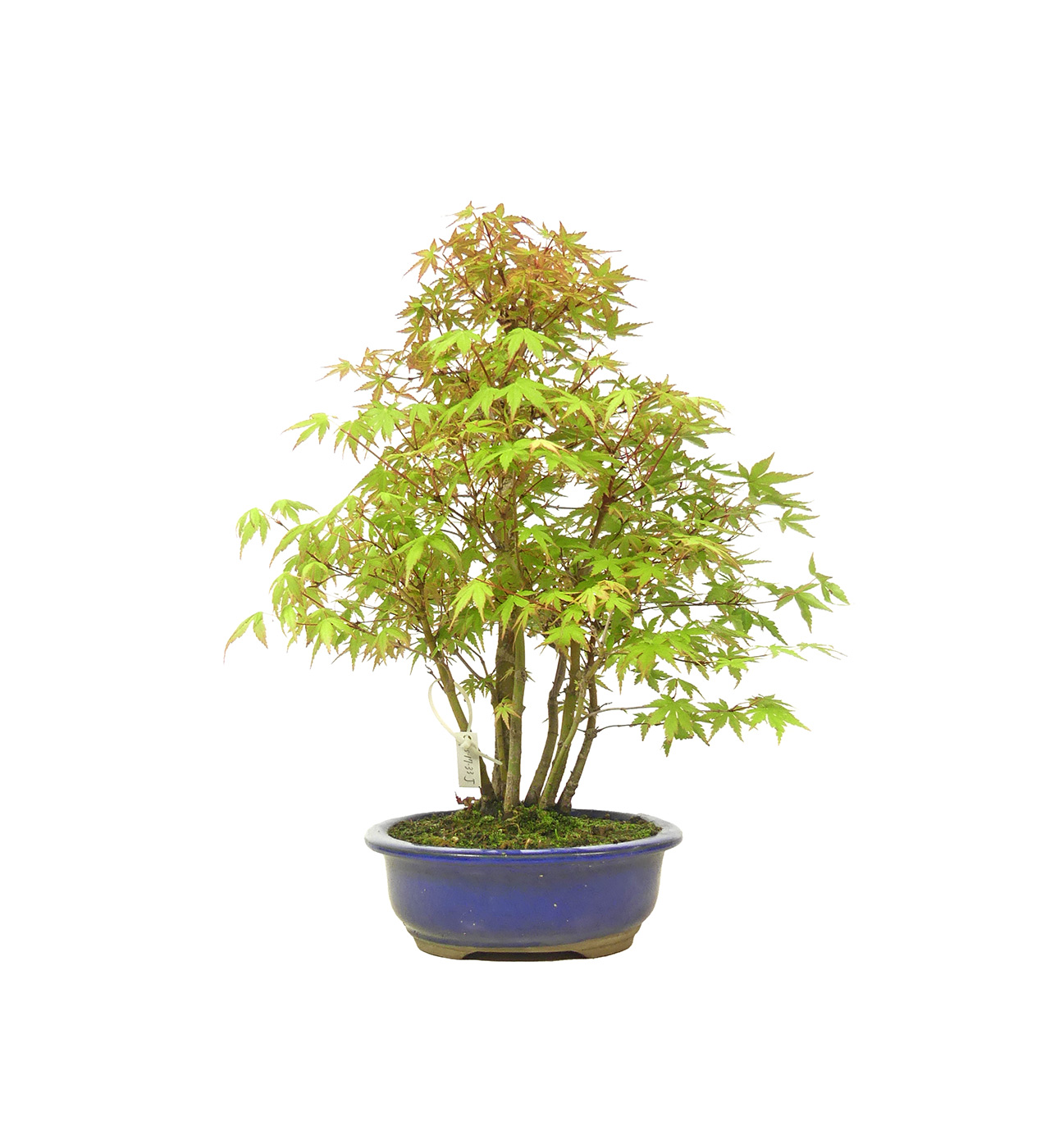 bonsai.fallbackImageTitle bonsai.fallbackImageTitle