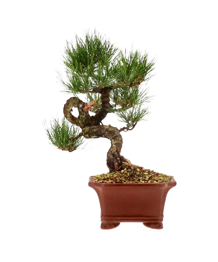 bonsai.fallbackImageTitle bonsai.fallbackImageTitle