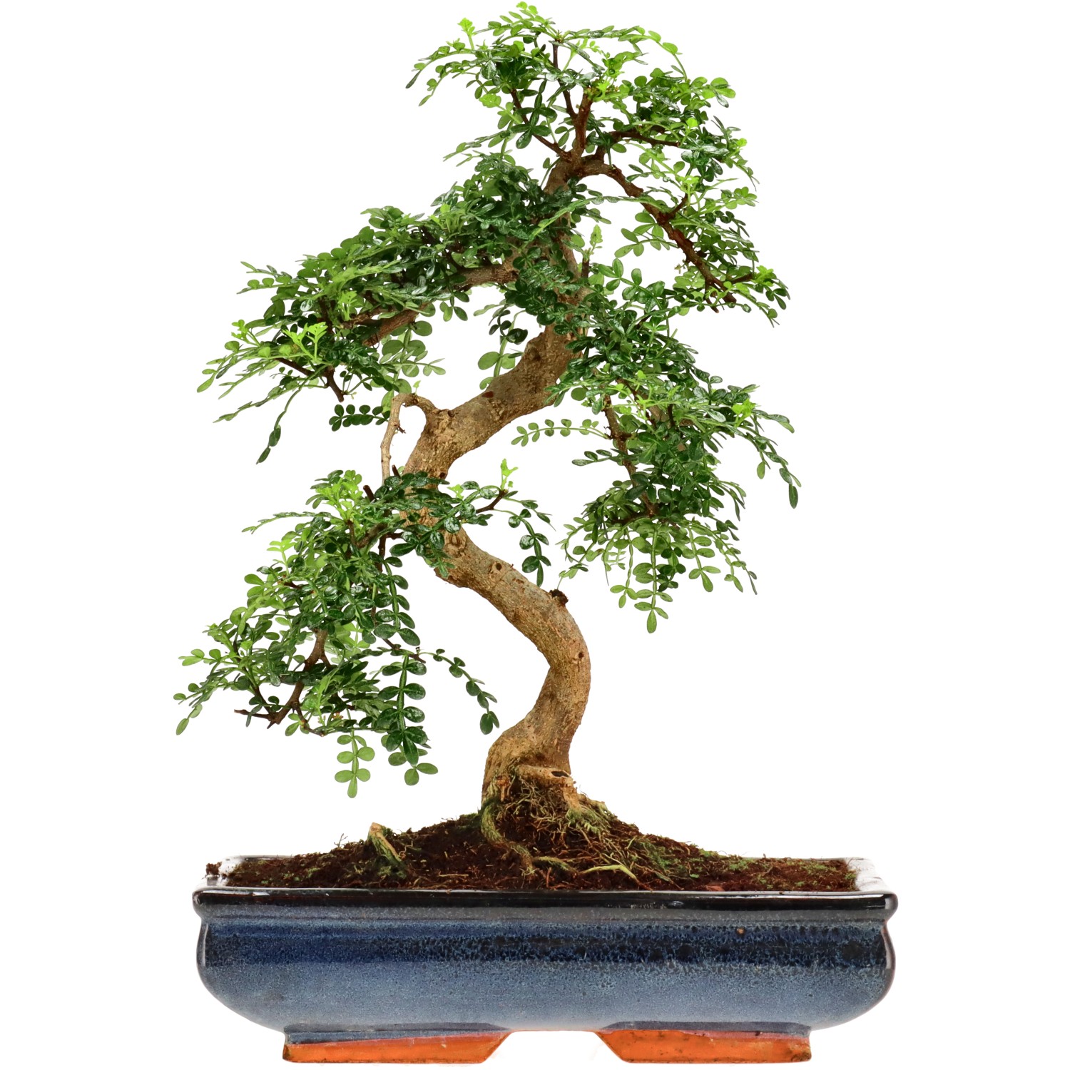 Pfefferbaum, ca. 16 J. (43 cm)