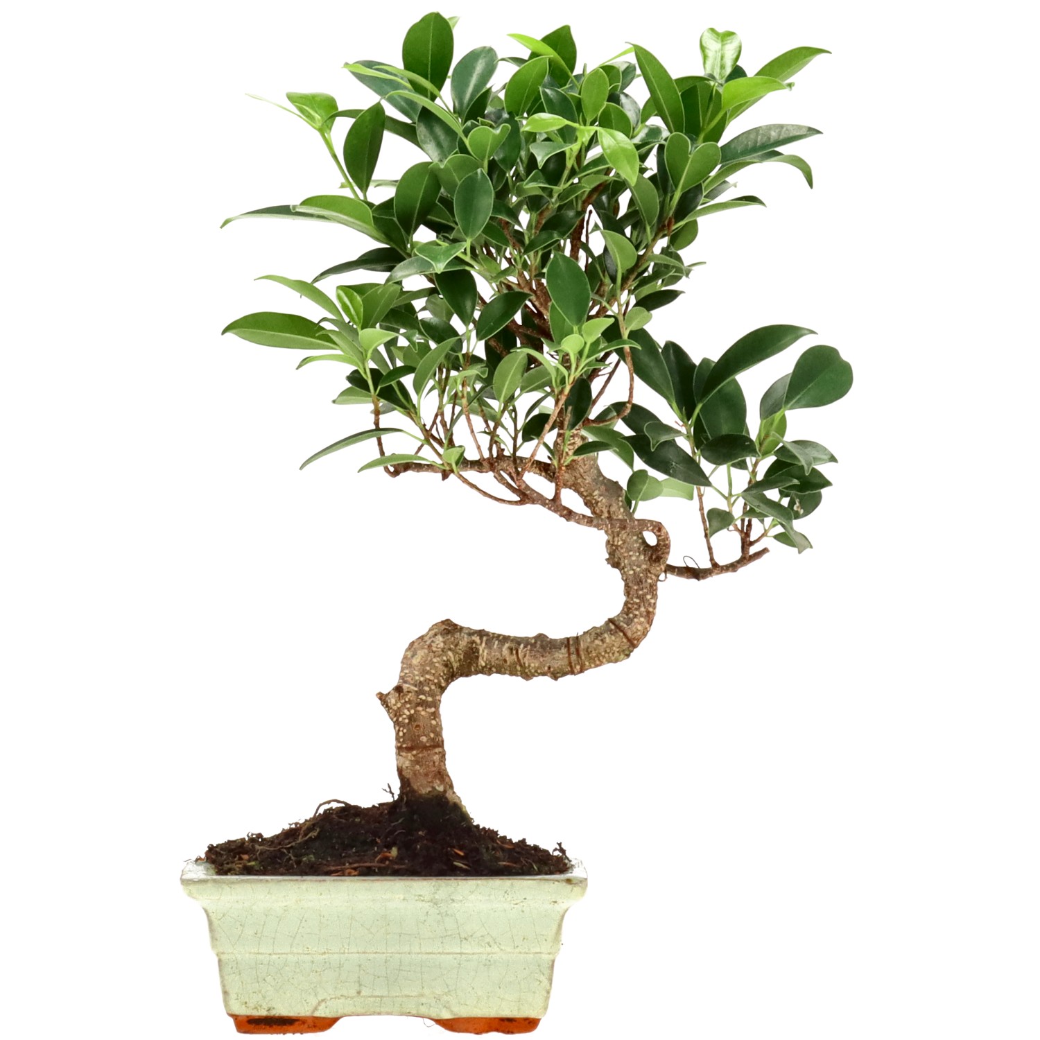 Ficus Retusa, aprox. 7 años (30 cm)