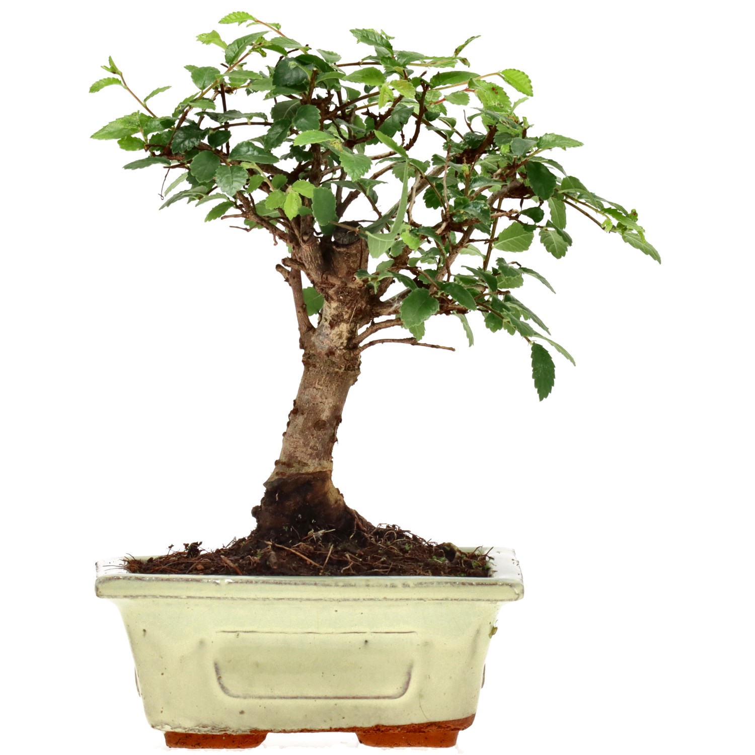 Chin. Ulme, ca. 6 J. (16 cm)