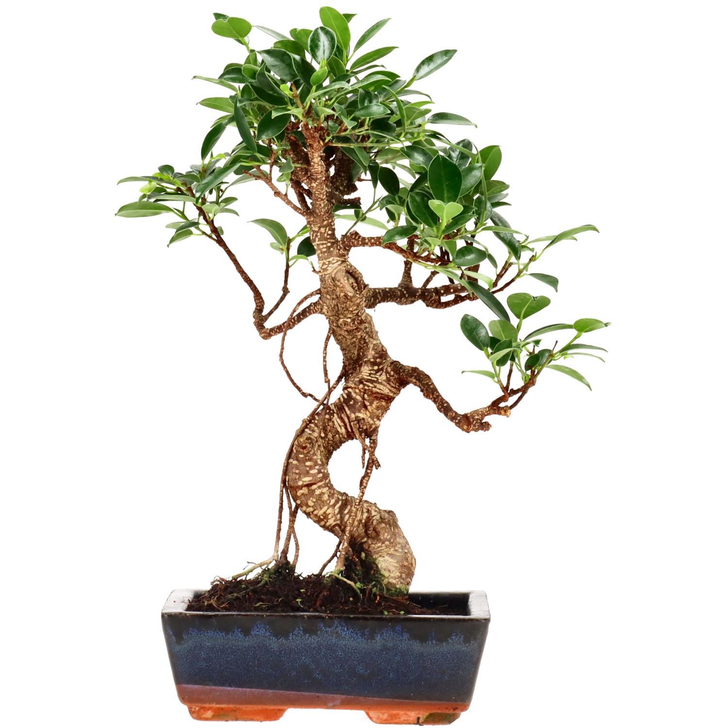 bonsai.fallbackImageTitle bonsai.fallbackImageTitle