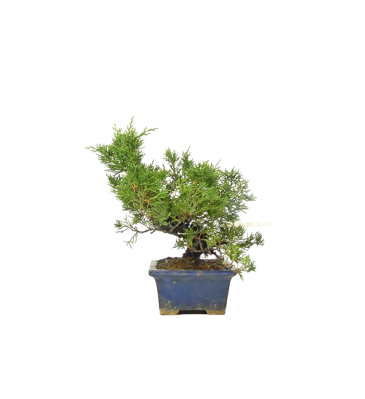bonsai.fallbackImageTitle bonsai.fallbackImageTitle