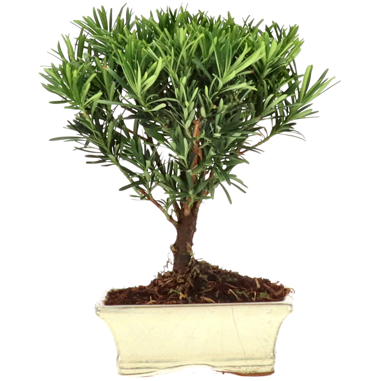 Pino cinese, ca. 7 anni (22 cm)