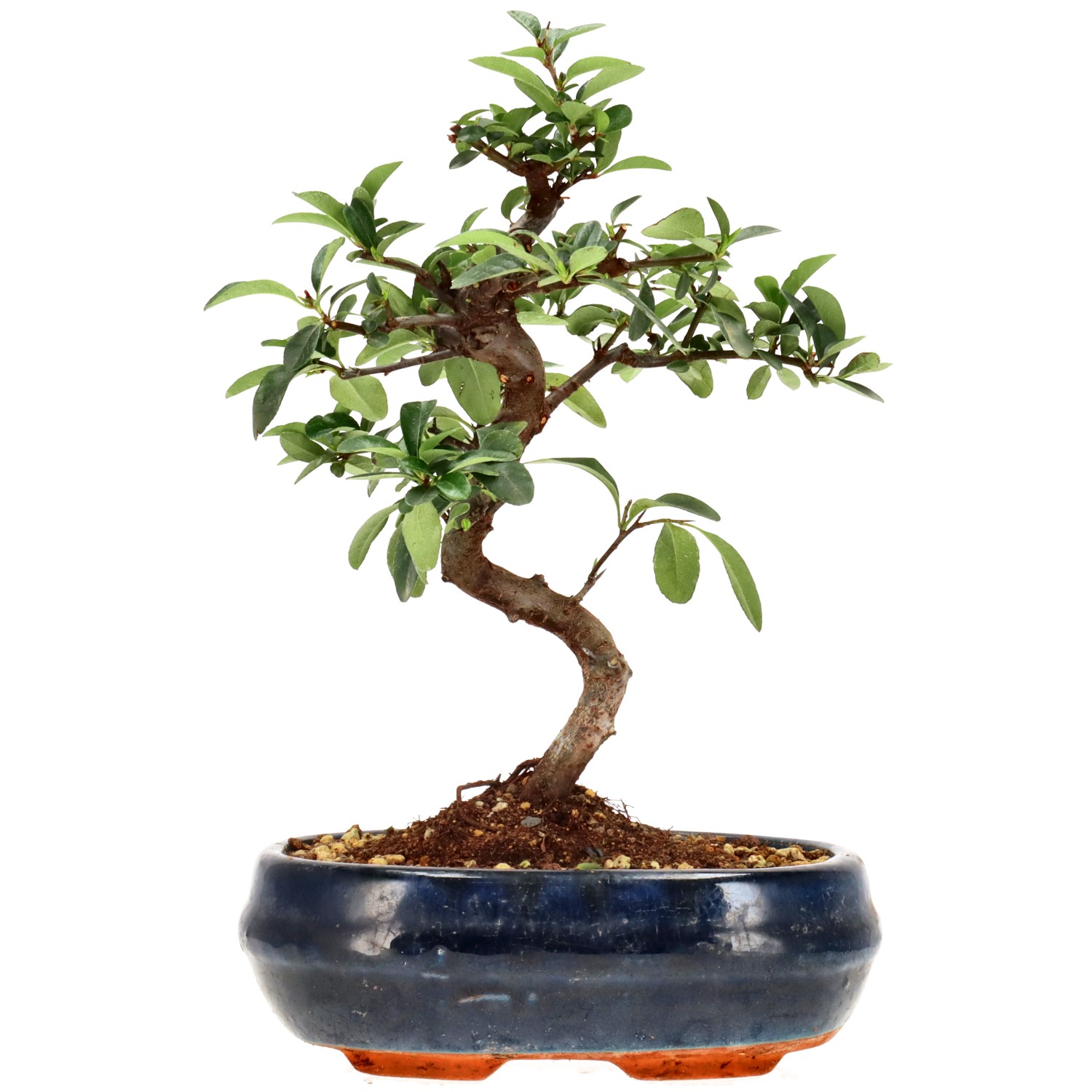 Feuerdorn, ca. 7 J. (26 cm)