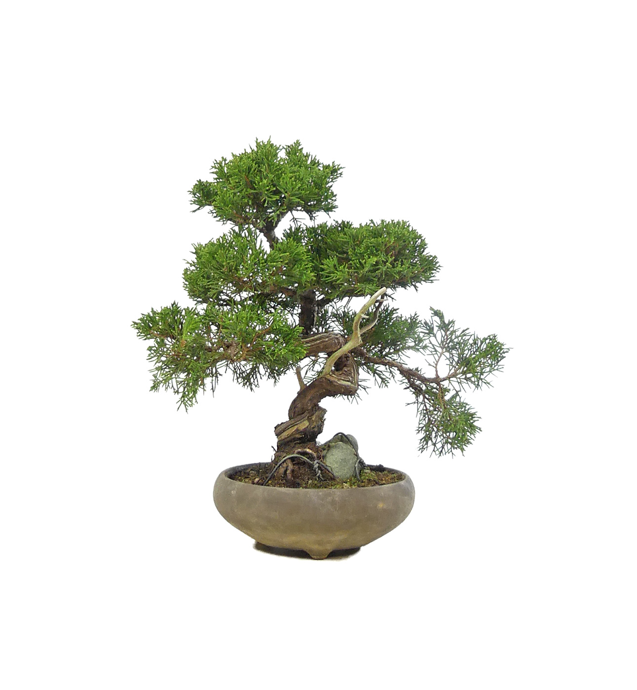 bonsai.fallbackImageTitle bonsai.fallbackImageTitle