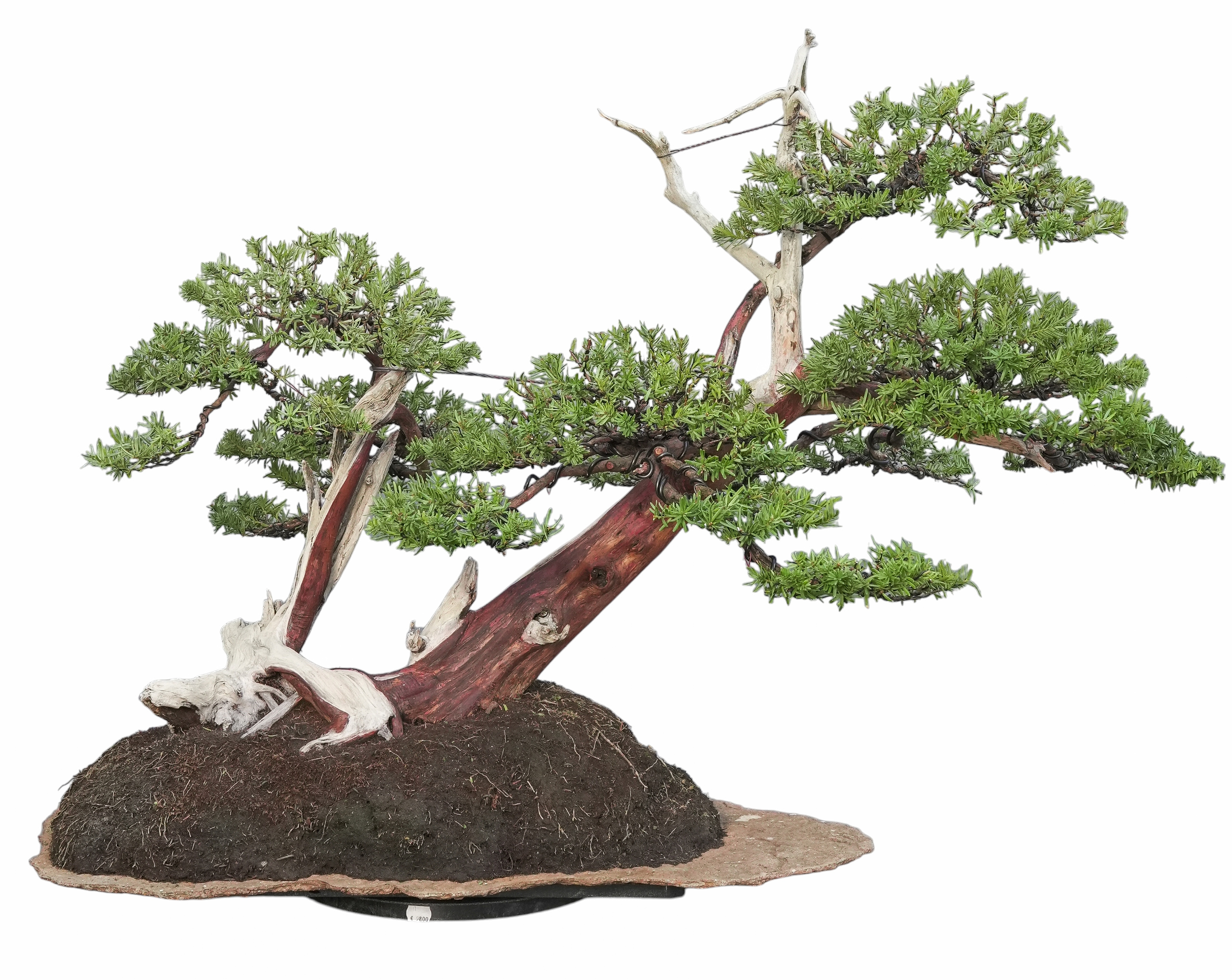 Jap. Eibe, ca. 60 J. (87 cm)  