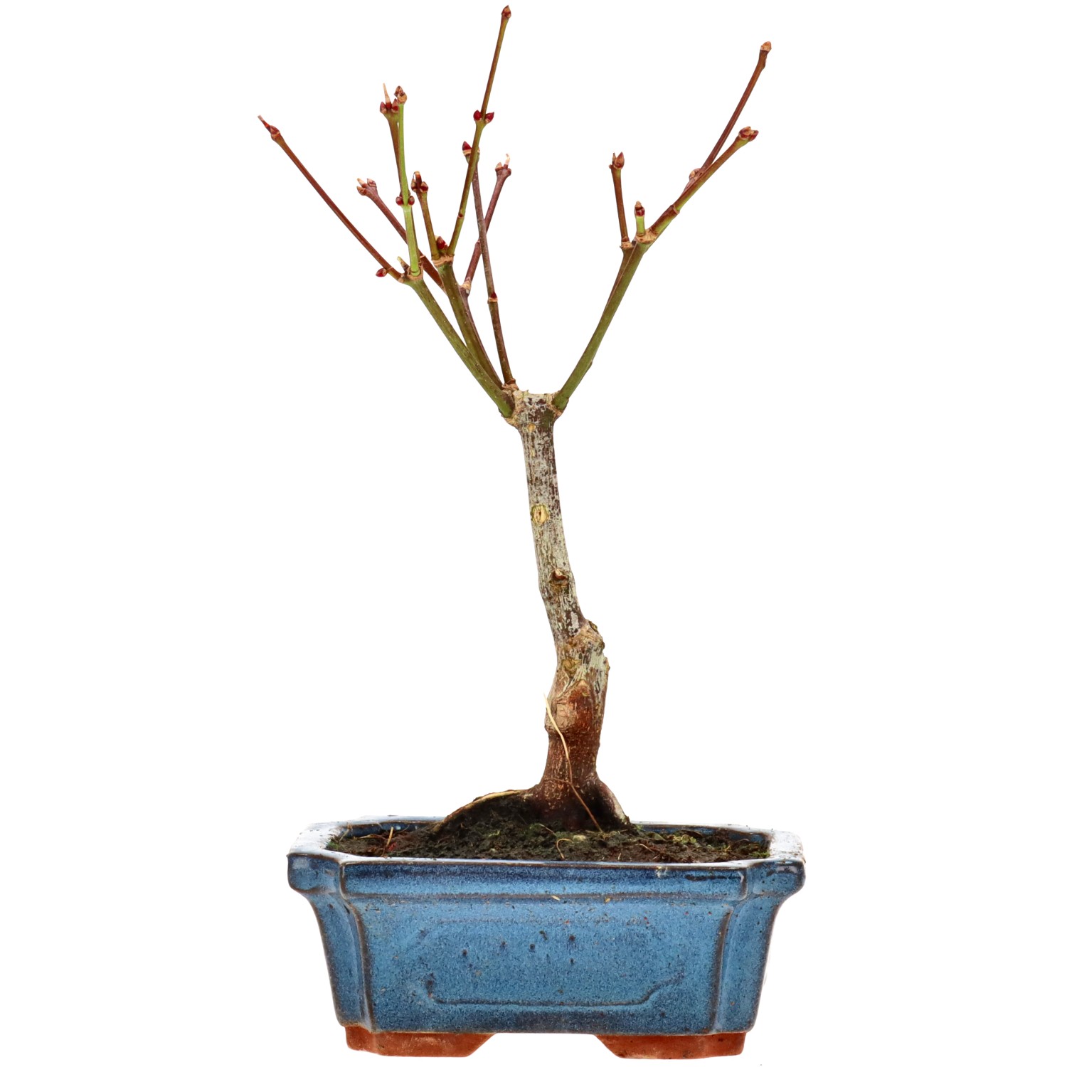 Jap. Maple (Atropurpureum), approx. 7 y. (24 cm)