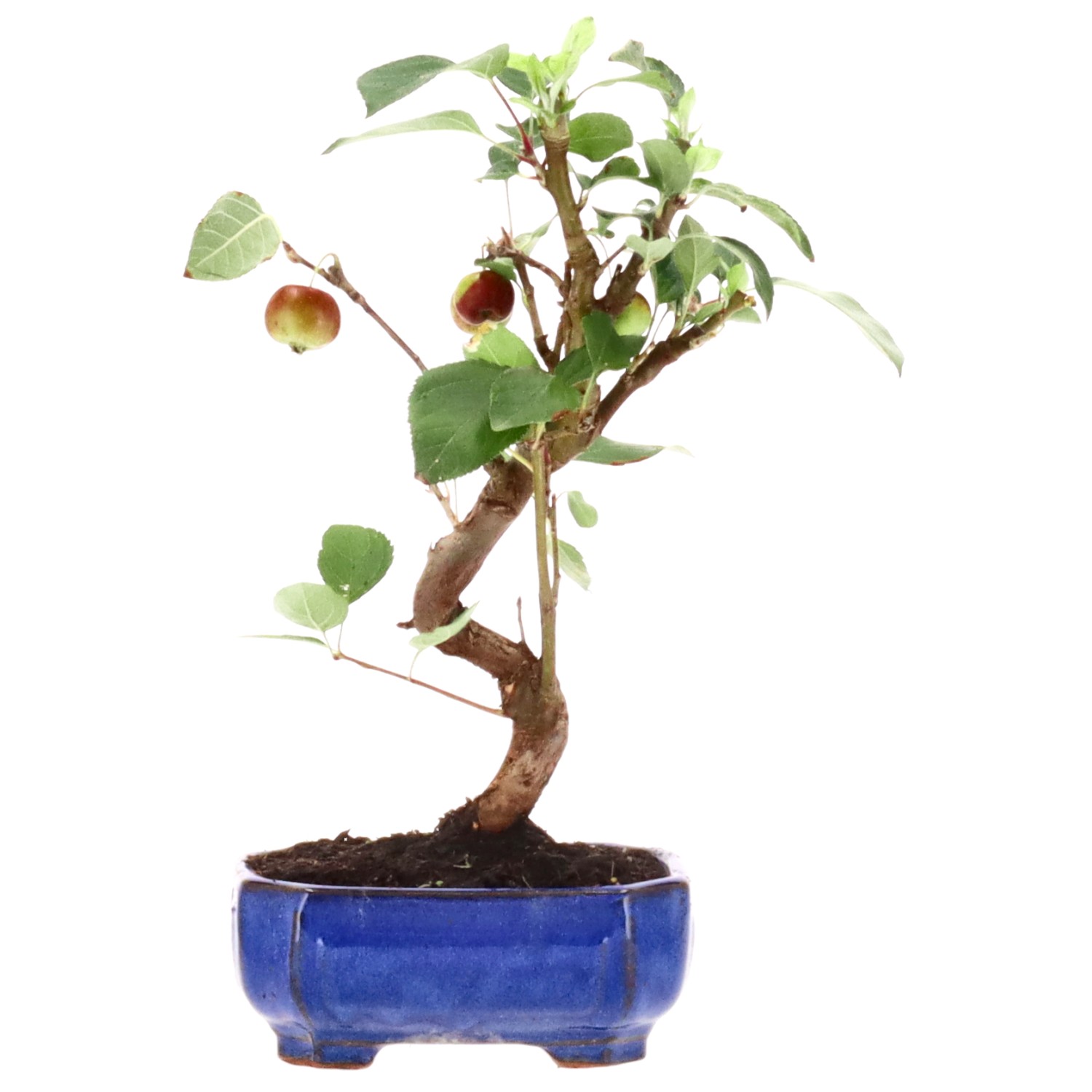 bonsai.fallbackImageTitle bonsai.fallbackImageTitle