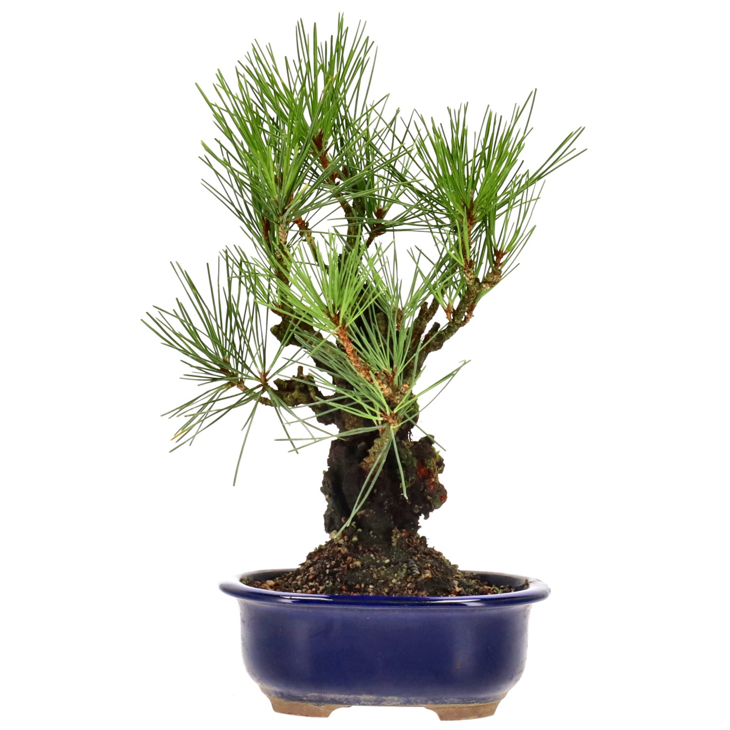 Jap. Corkbark pine, approx. 12 y. (27 cm)