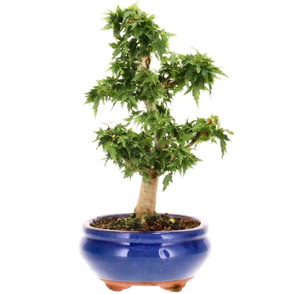 bonsai.fallbackImageTitle