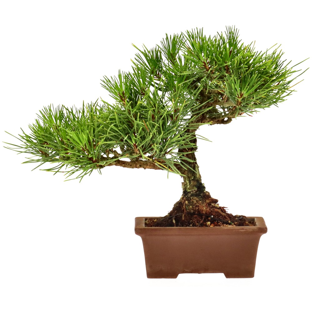 bonsai.fallbackImageTitle bonsai.fallbackImageTitle