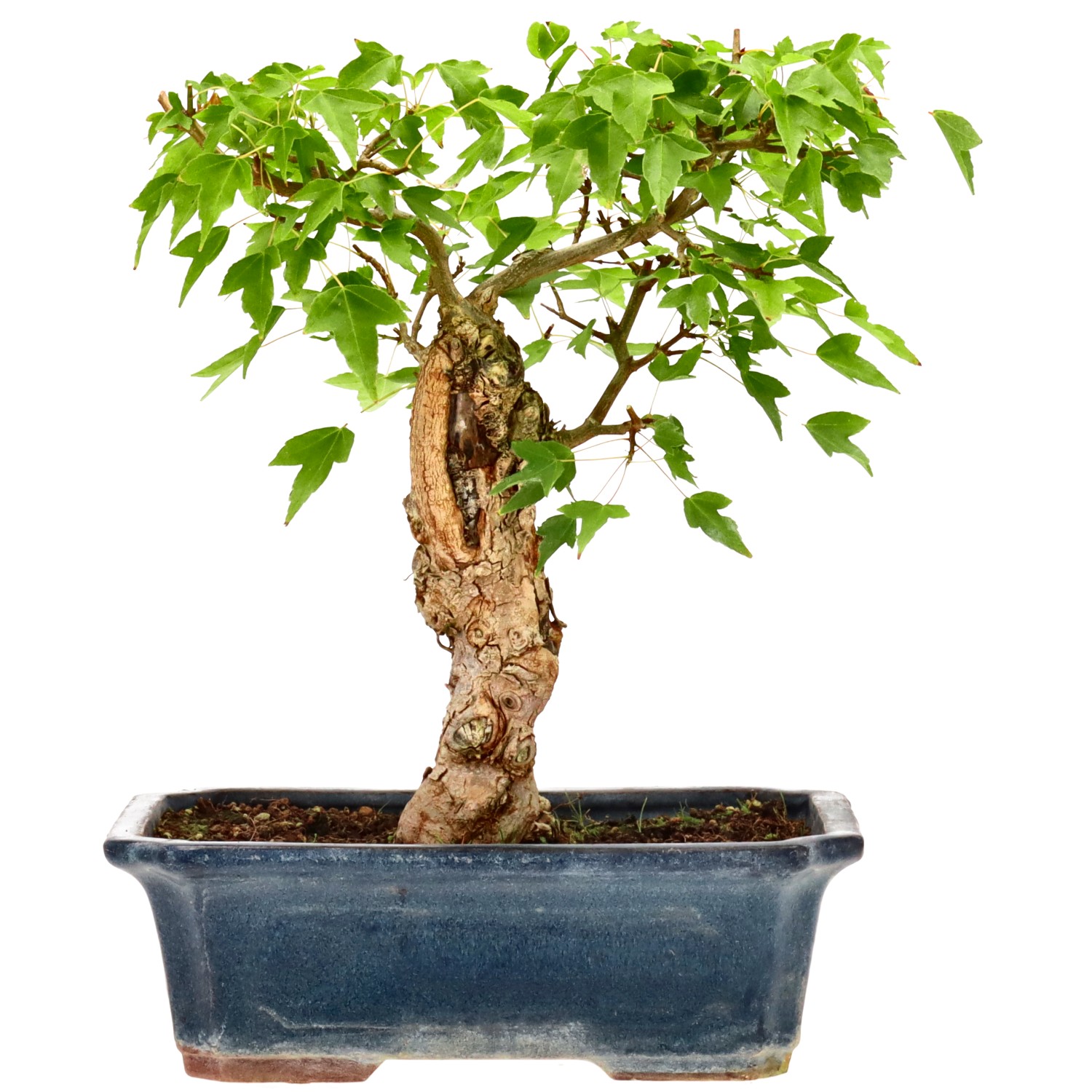 Trident Maple, approx. 18 y. (30 cm)