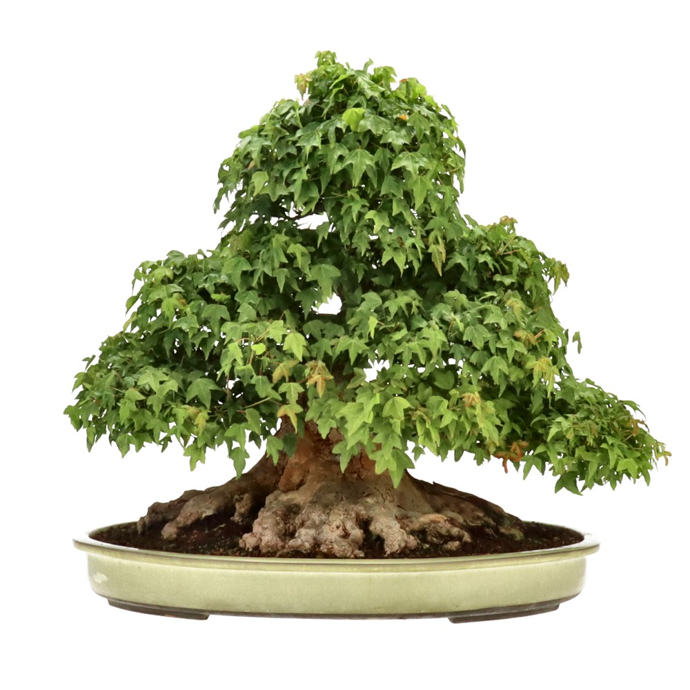 Dreispitzahorn, ca. 60 J. (50 cm) Dreispitzahorn, ca. 60 J. (50 cm)