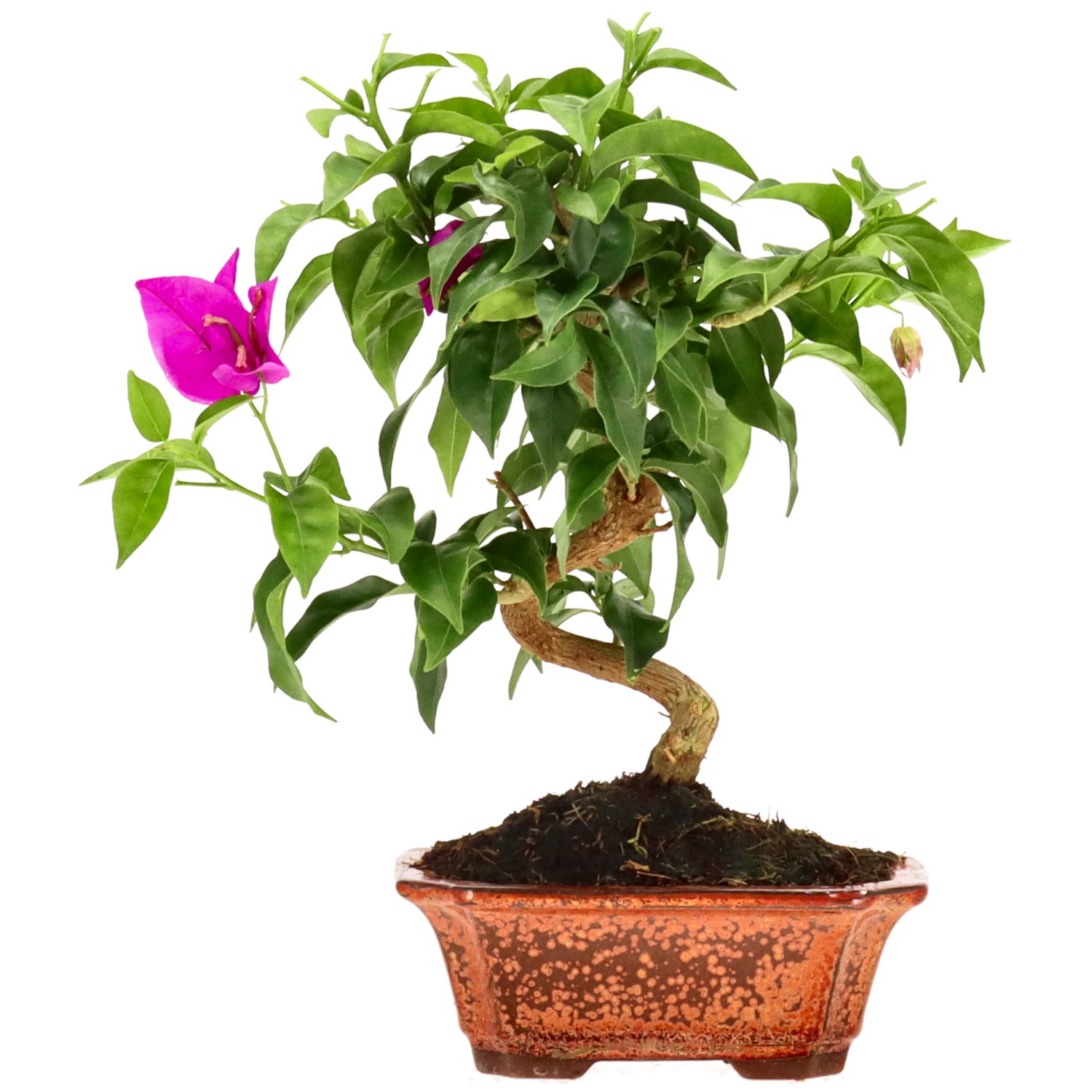 Bougainvillier, env. 8 ans (23 cm)