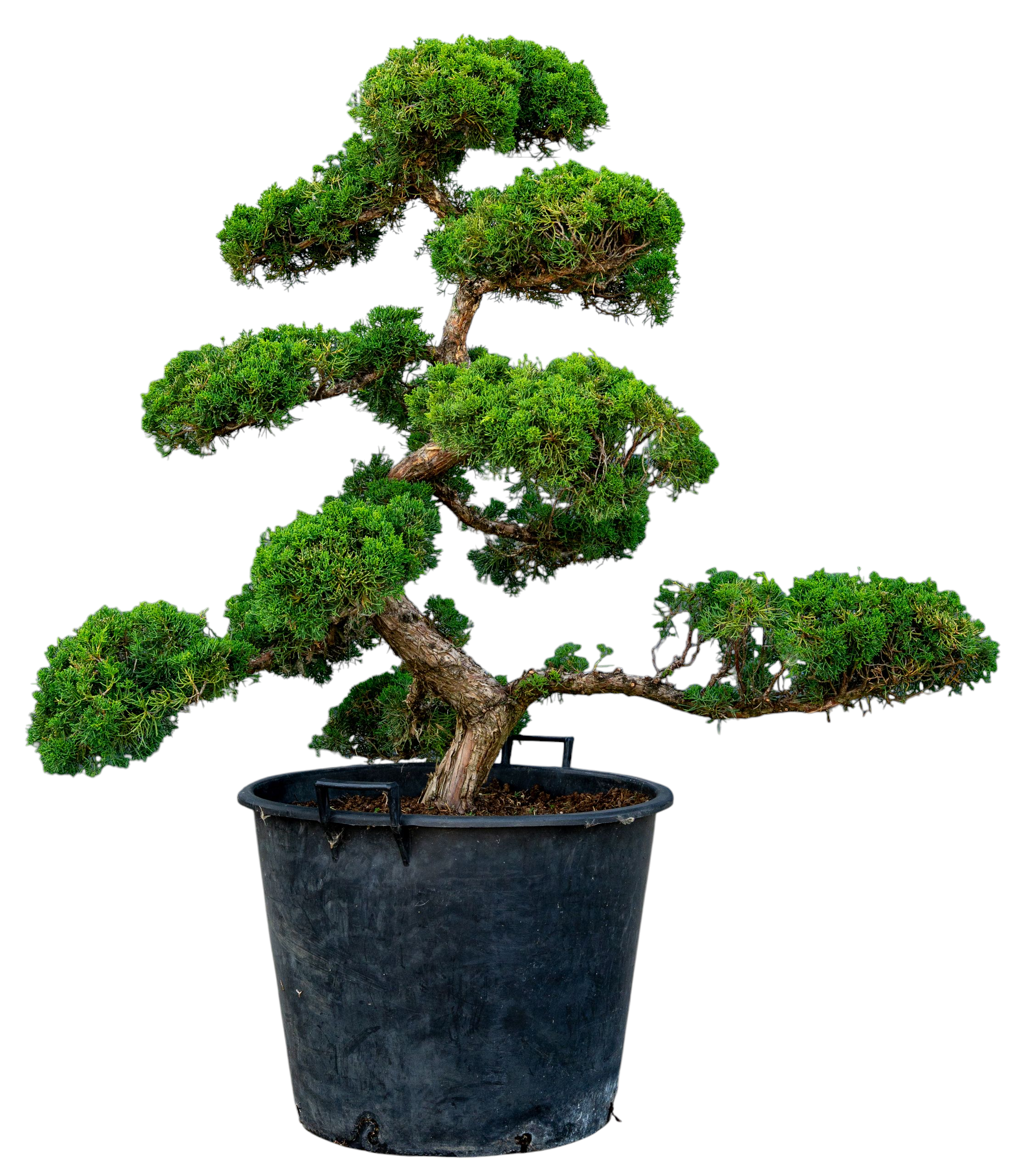bonsai.fallbackImageTitle bonsai.fallbackImageTitle