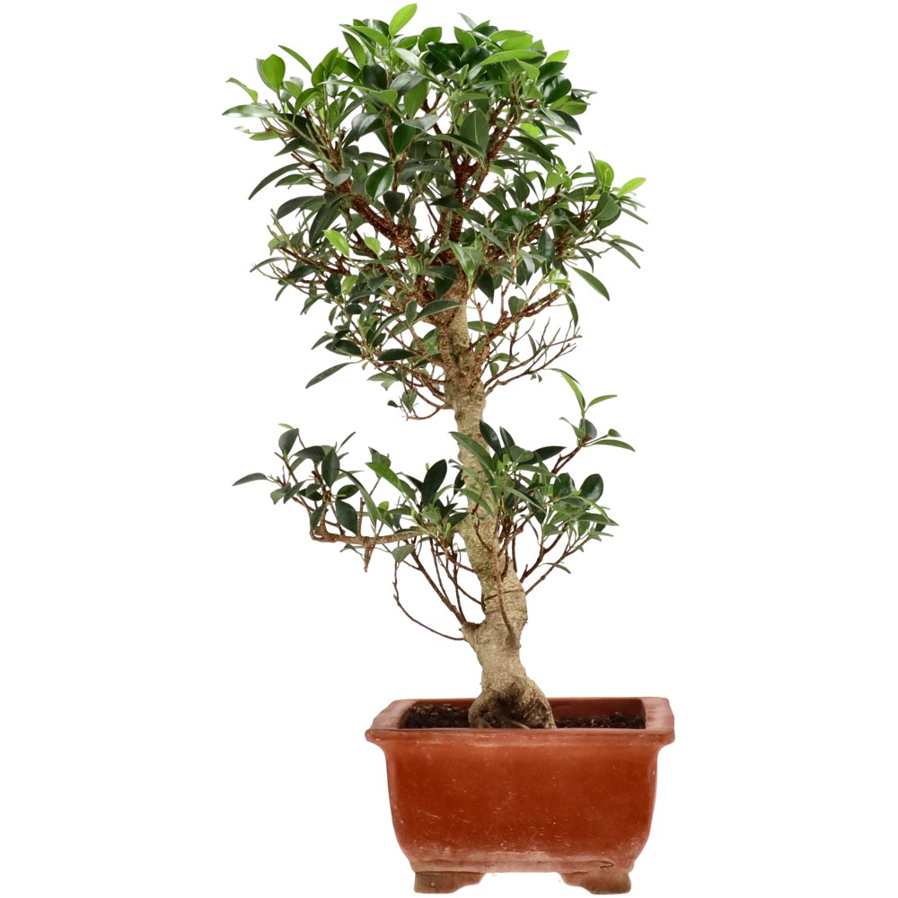 bonsai.fallbackImageTitle bonsai.fallbackImageTitle