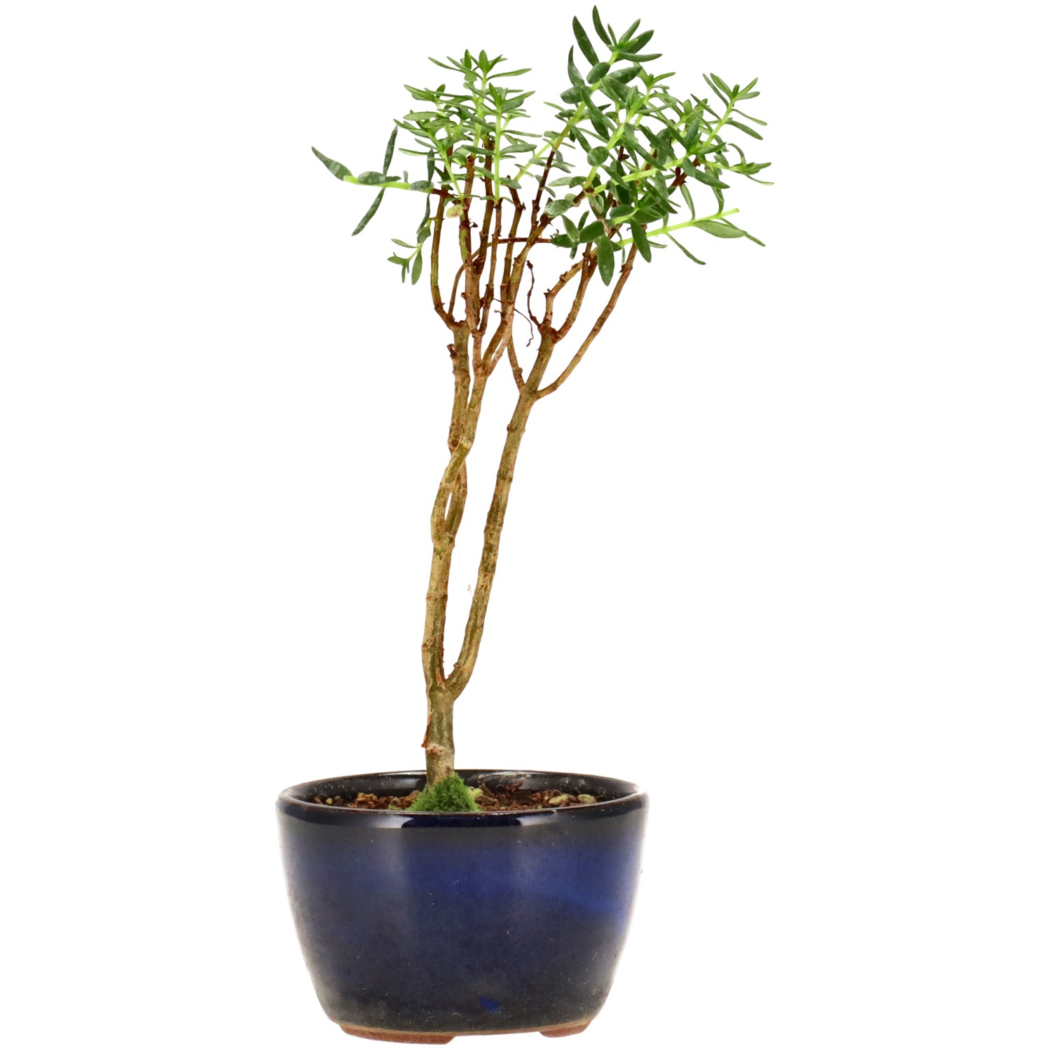 Albero di giada, ca. 2 anni (16 cm)