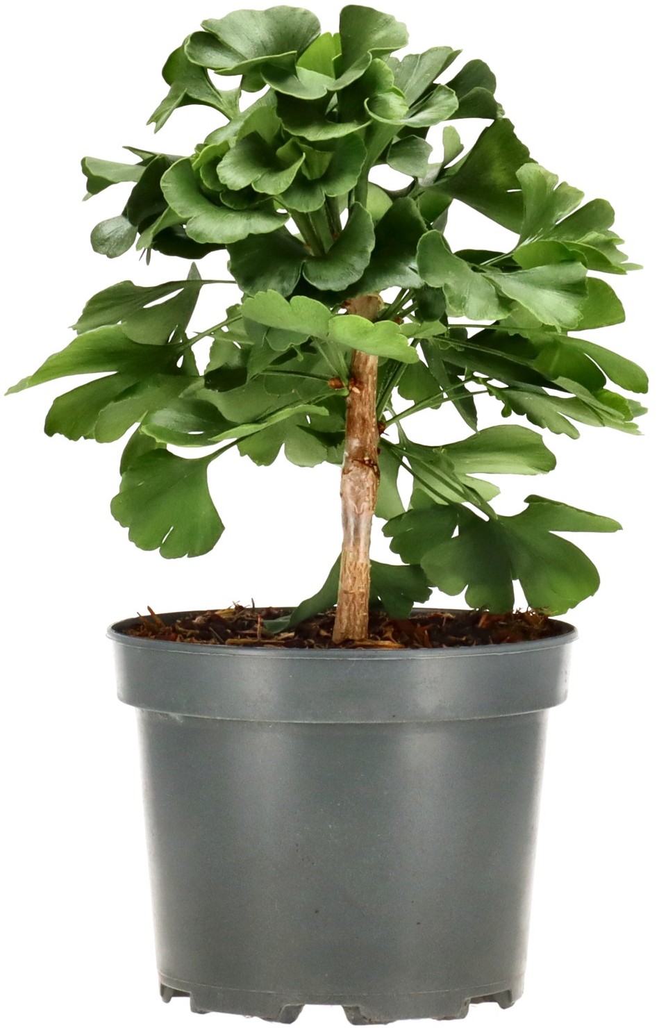 Ginkgo biloba, aprox. 4 años (15-25 cm)
